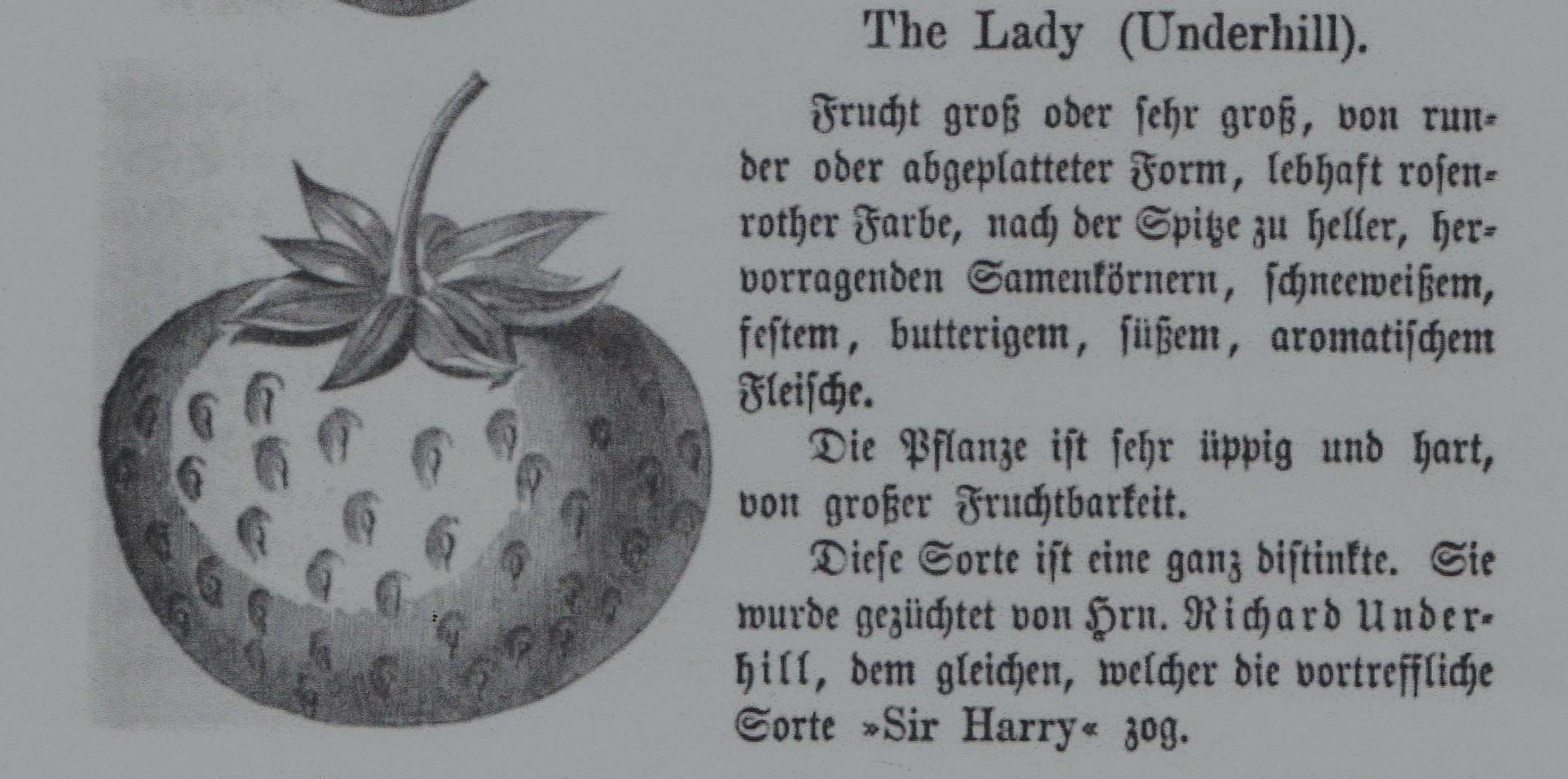Underhill-the lady-neuberts garten mag 1867-