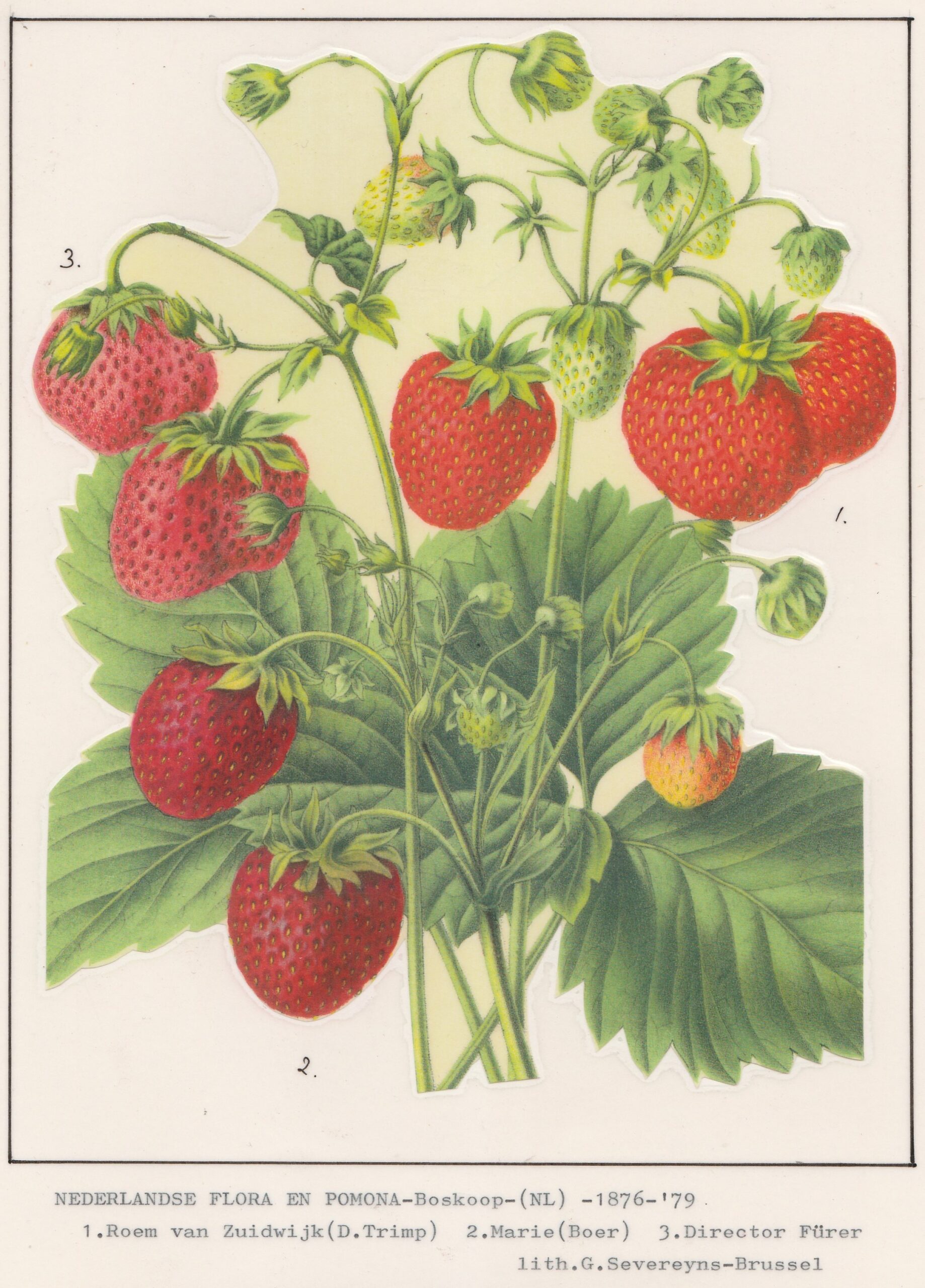 Boer, W.C.-ned flora en pomona-1876-