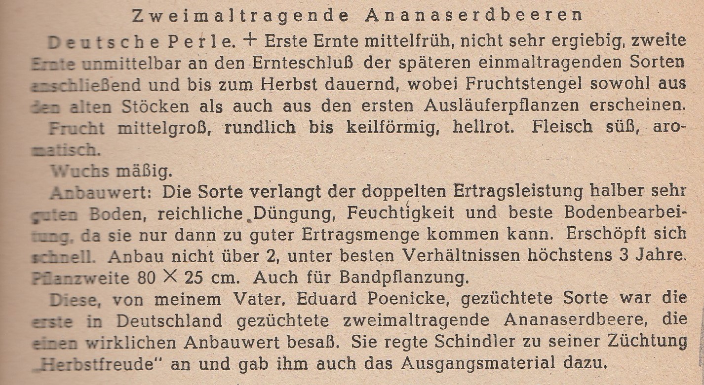 Poenicke-beerenobst-1949-