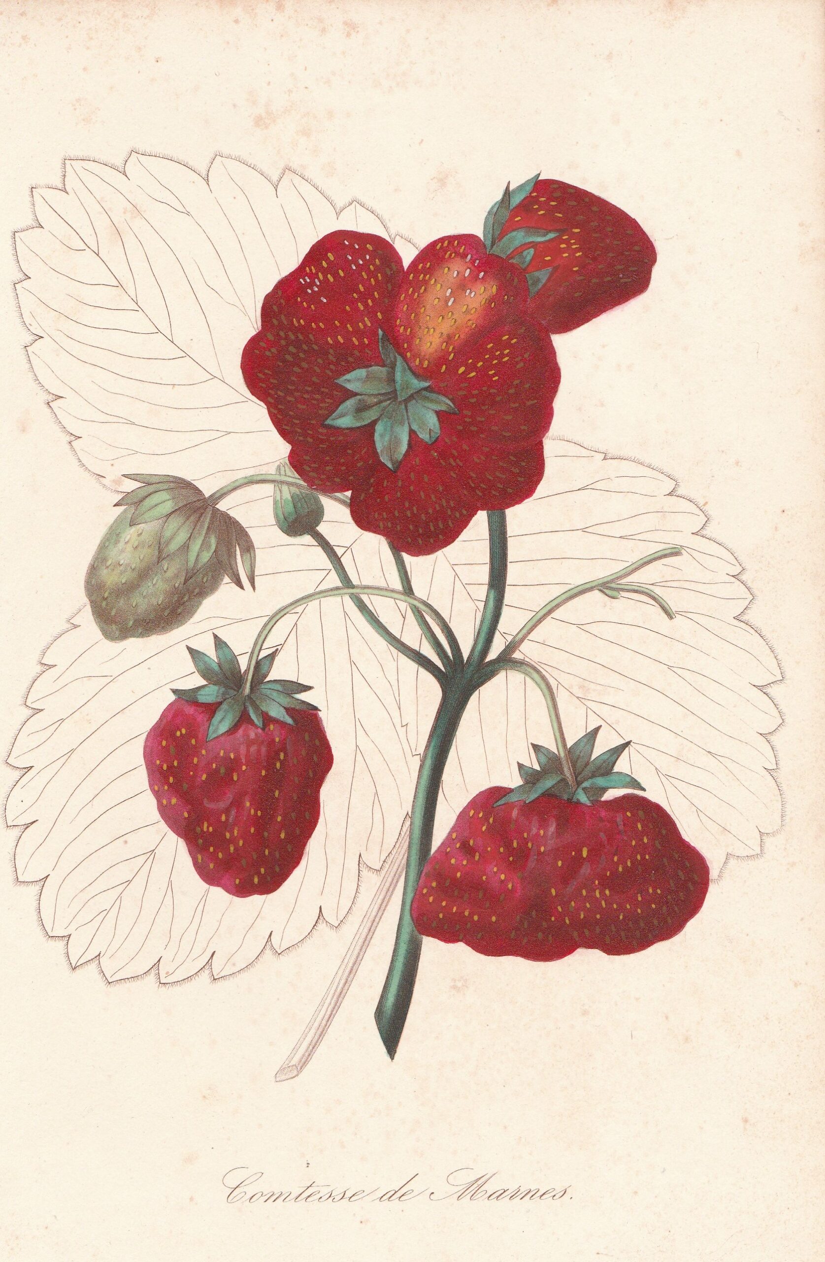 Graindorge-RH-1851-Comtesse de marnes
