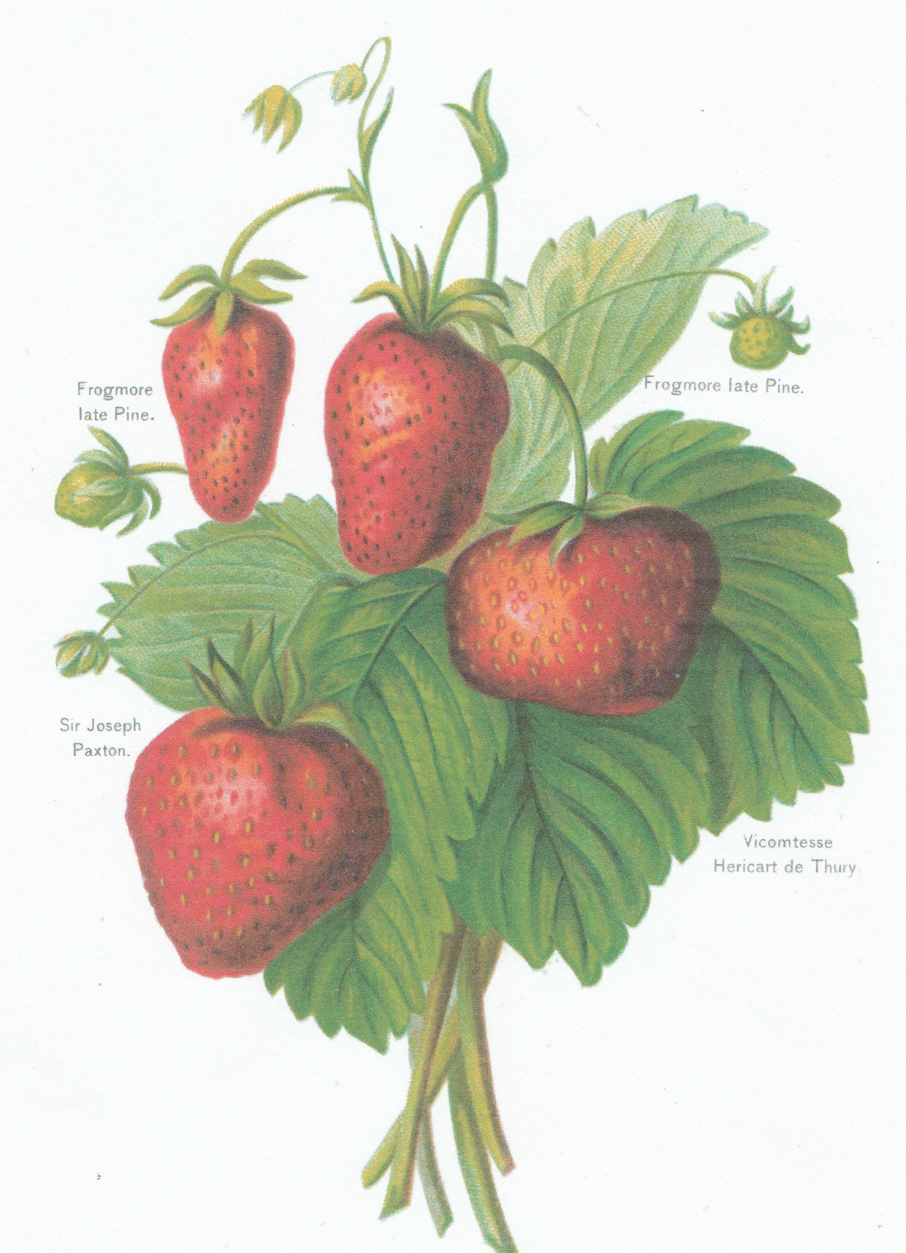 Jamin-VHT-fruit growers guide-1894-