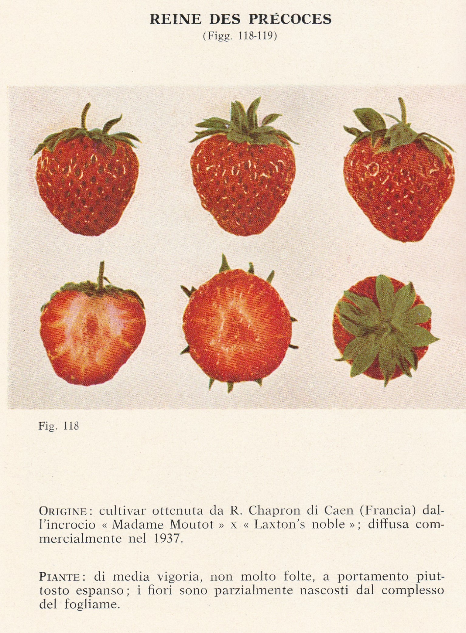 Baldini, E & Branzanti, C.-1964-1 - kopie