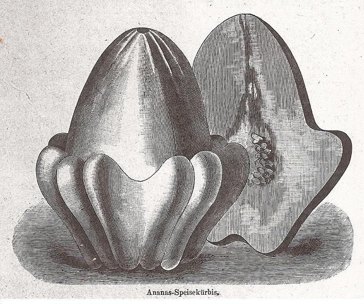 Ananas, Weisse-Neuberts garten-1893-