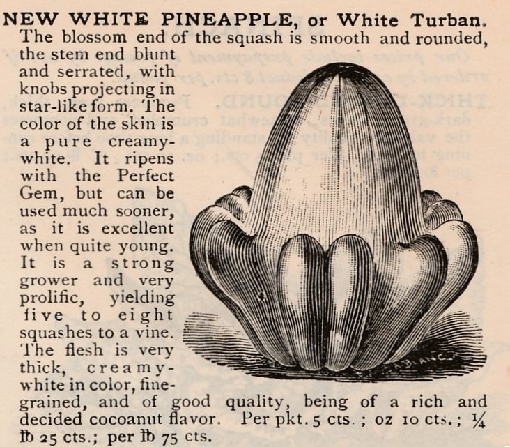 Ananas, white pine-apple-burpee-1889-