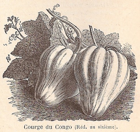 Congo, courge C.-VA-1925