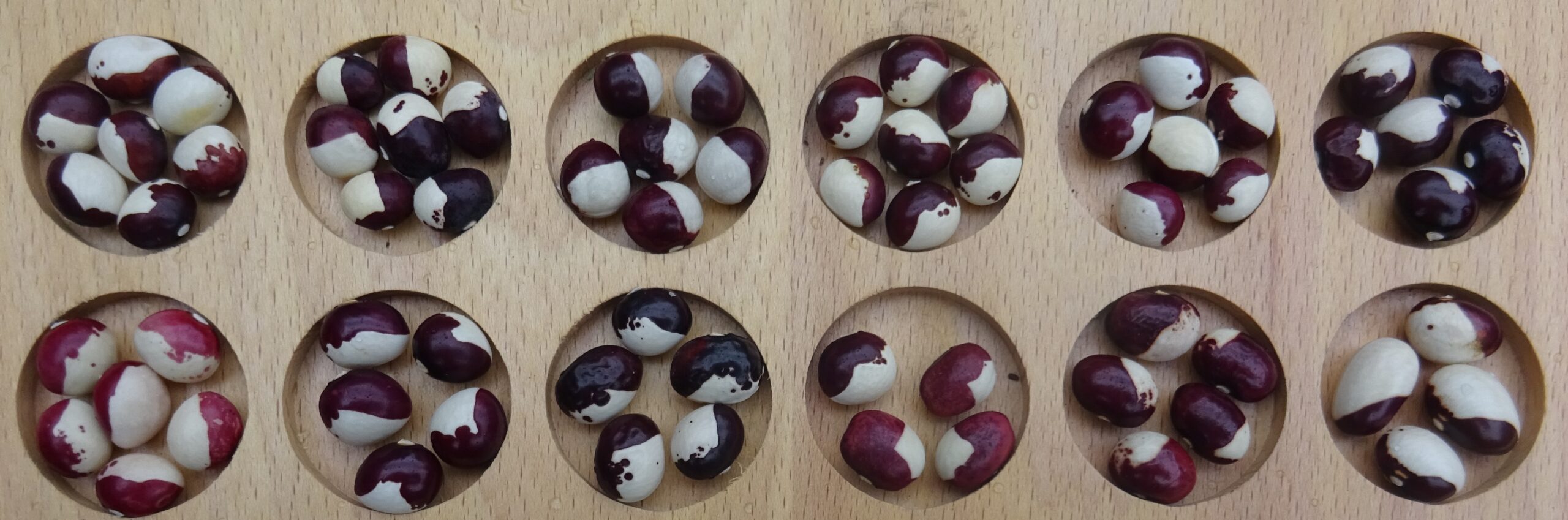 1.Bicolore-white-red-staak-rond