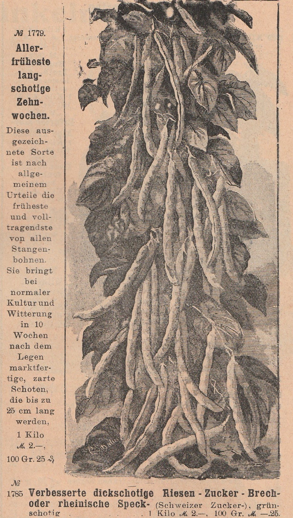 Riesen Zucker brech-1912