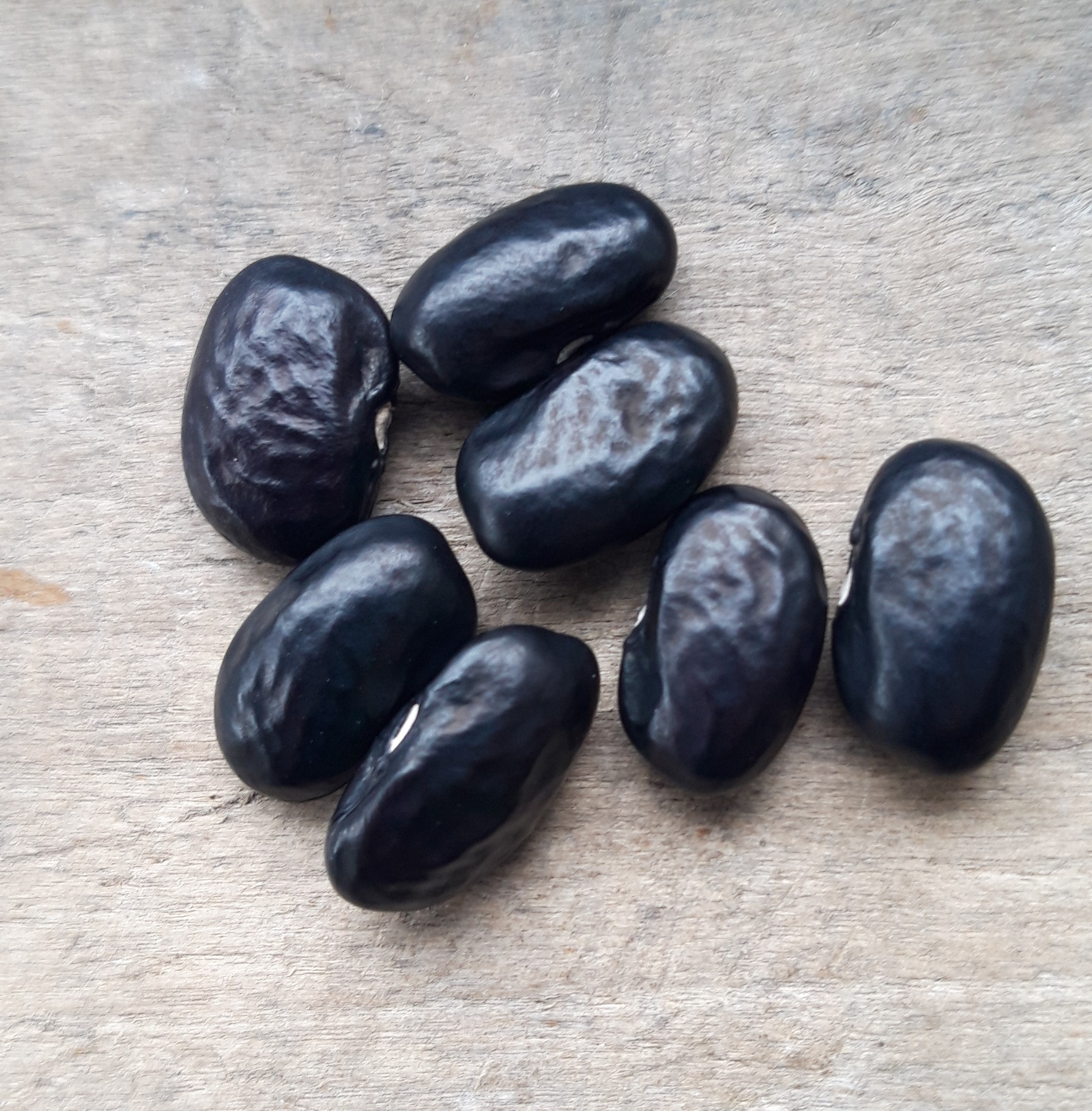 Tarahumara Black & Blue-