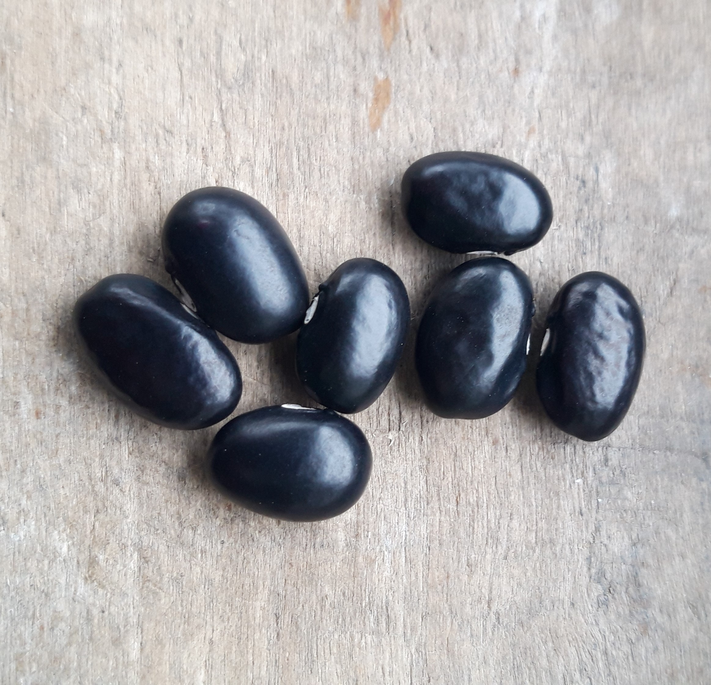 Tarahumara Black & White