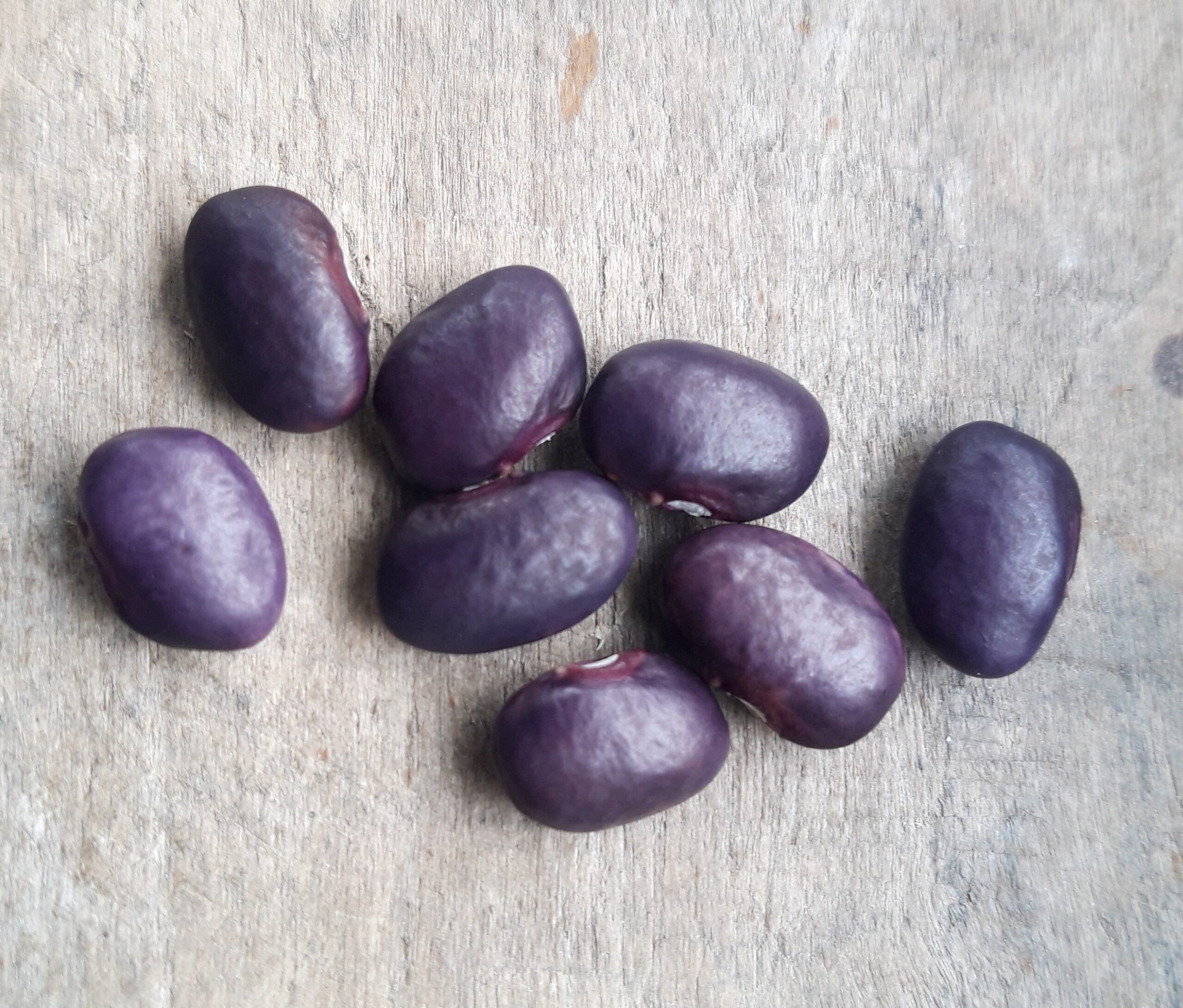 Tarahumara Dark Purple-