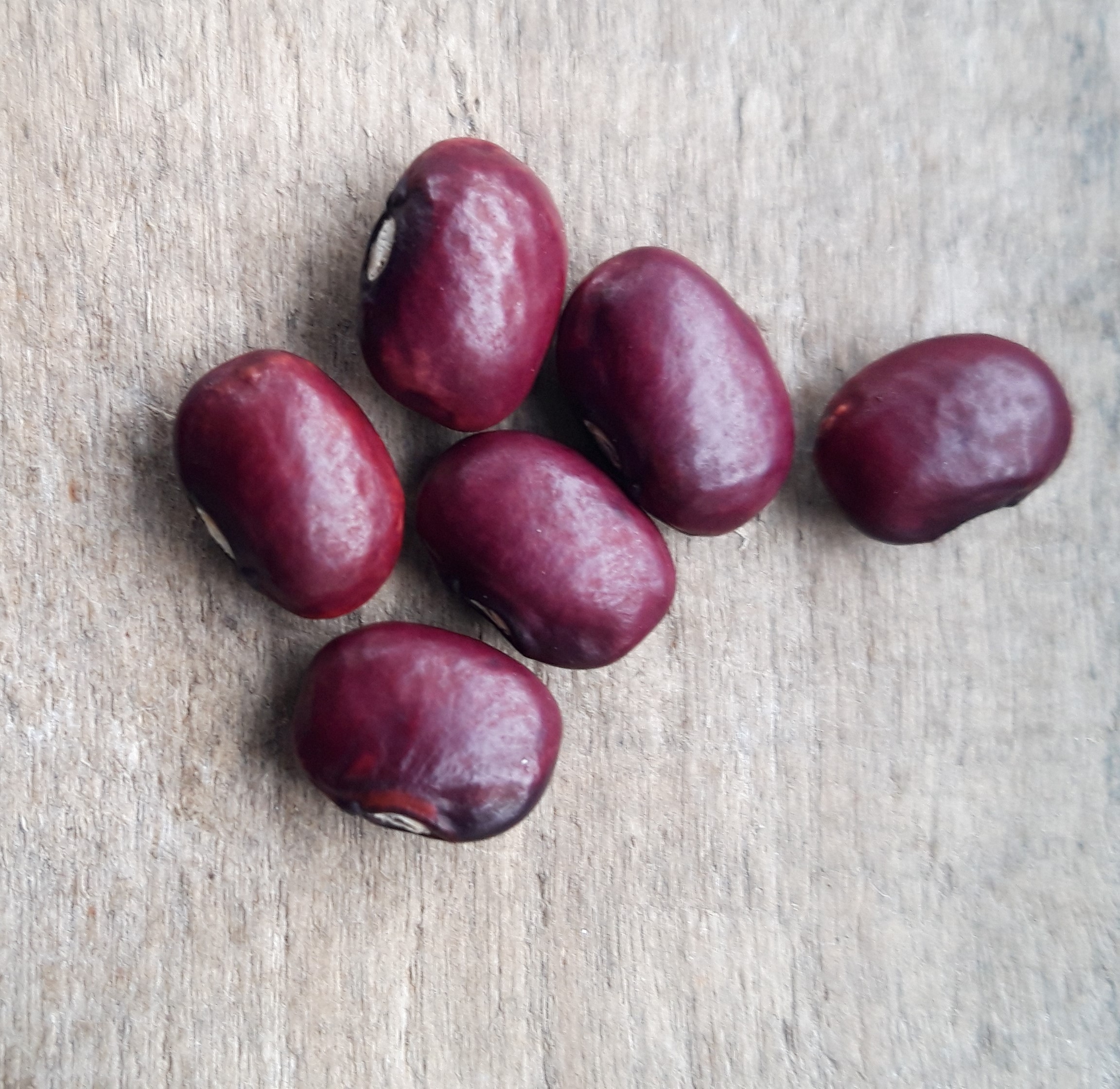 Tarahumara Purple