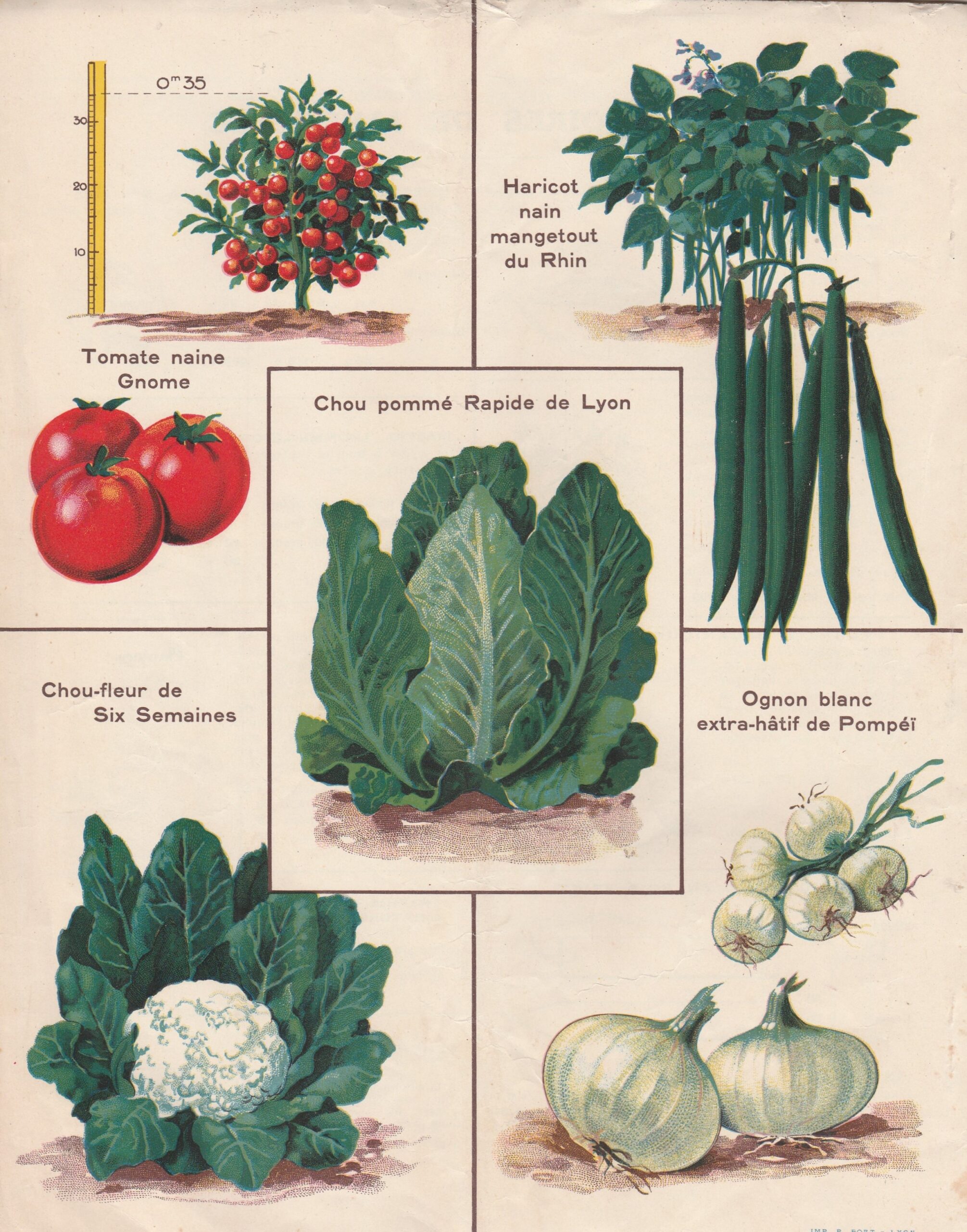 1928--Mangetout du Rhin