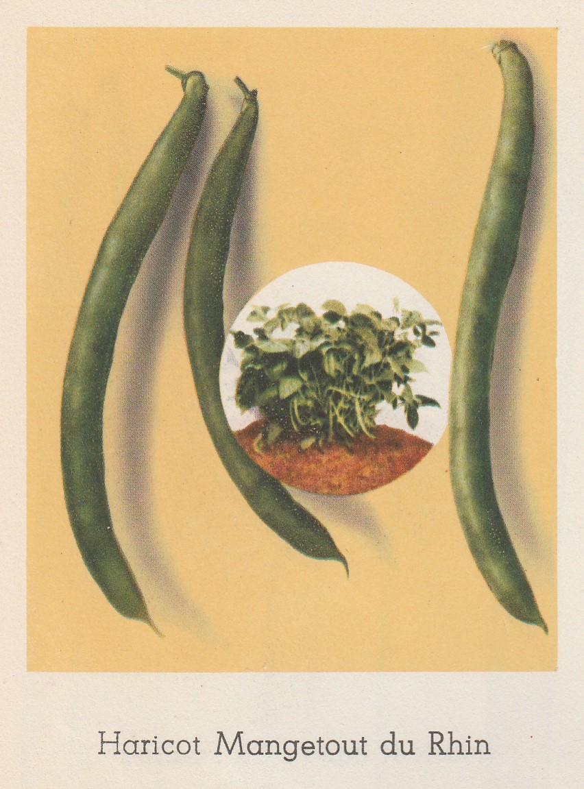 Bonen-Rhin, Mangetout du R.-1946-