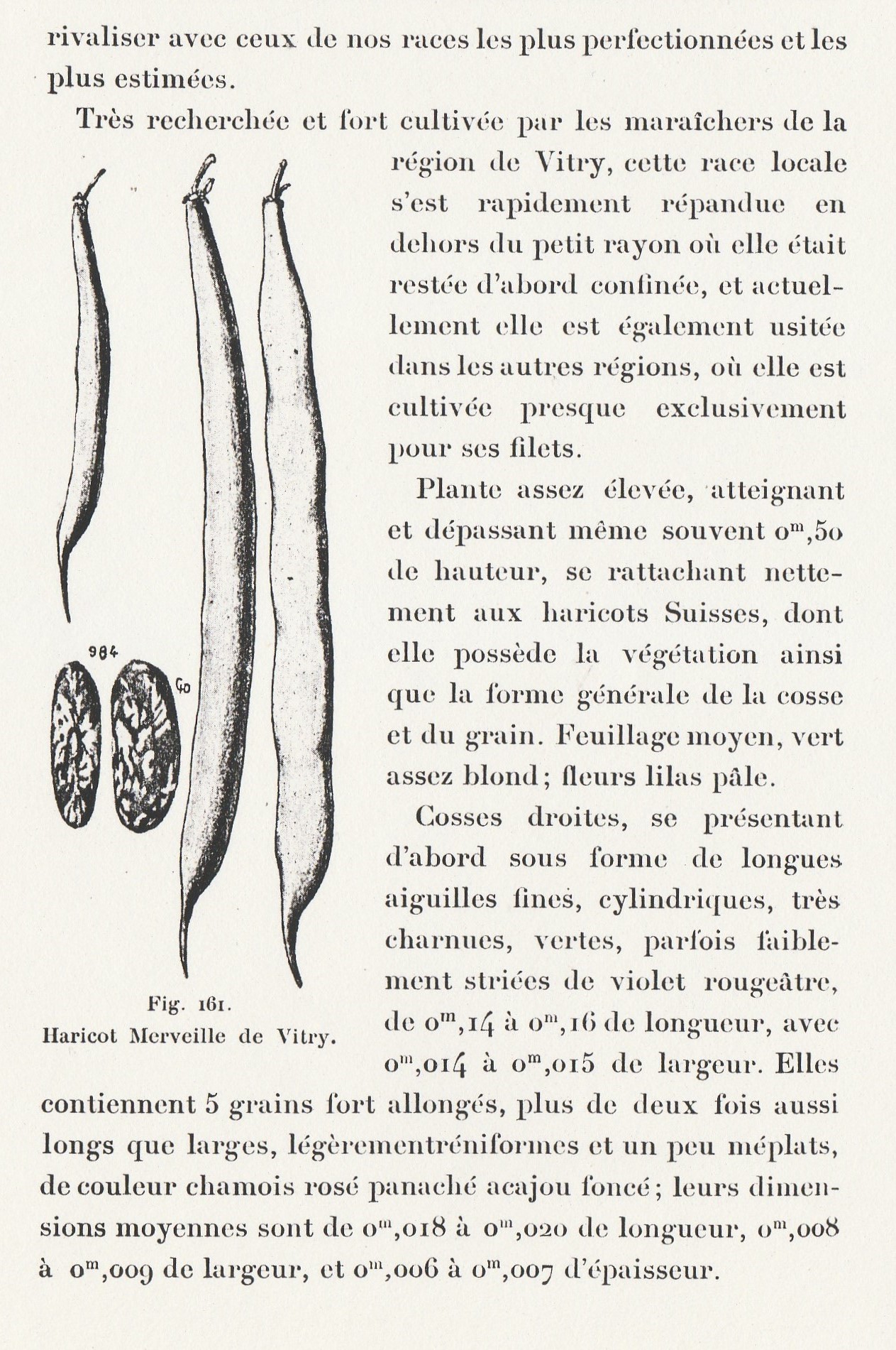 Merveille de Vitry