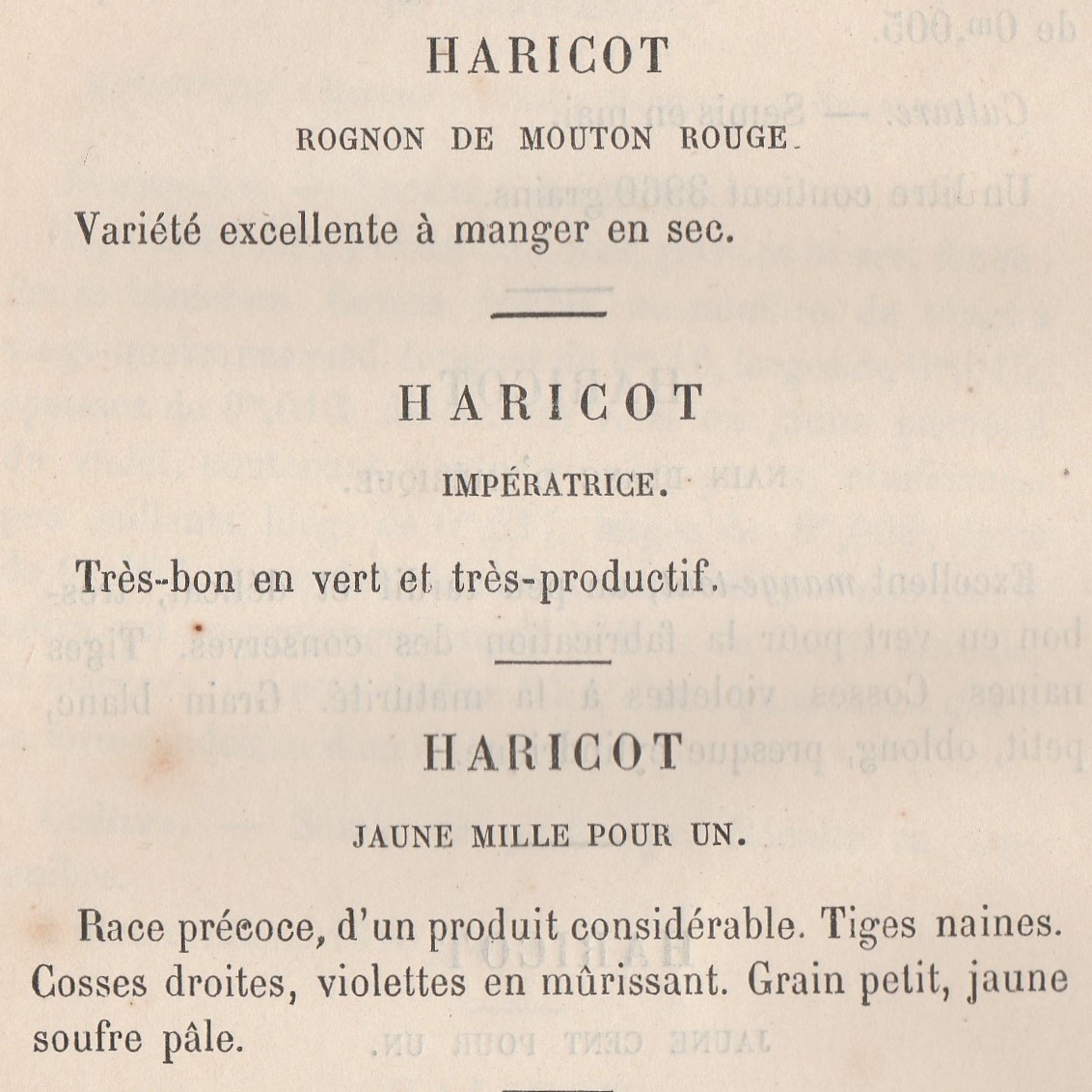 Rognon de Mouton Rouge