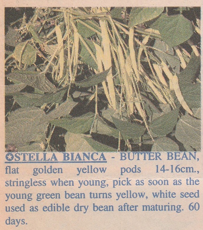 Stella Bianca-