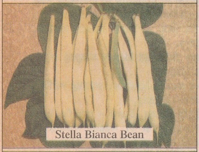 Stella Bianca
