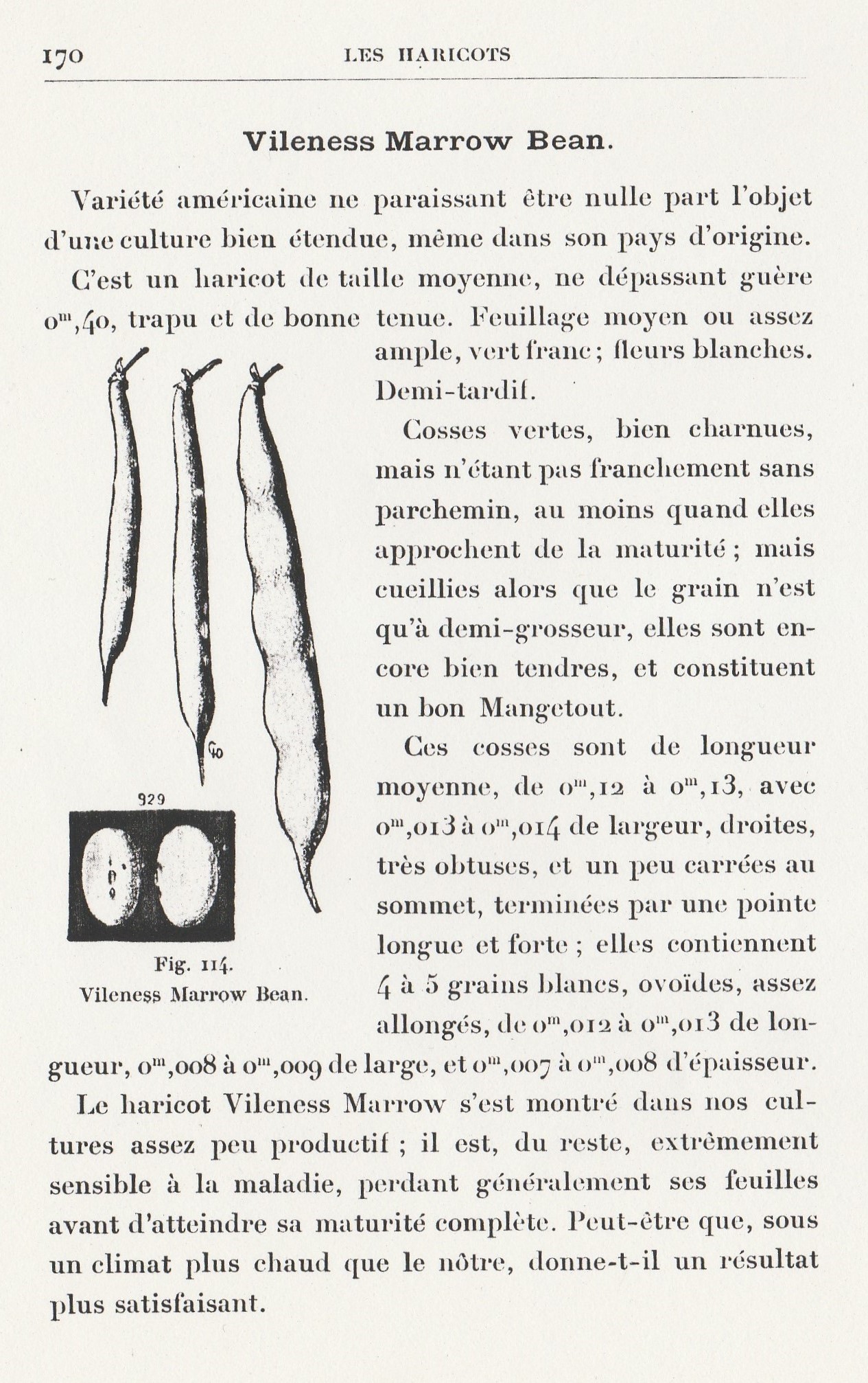 Vineless Marrow