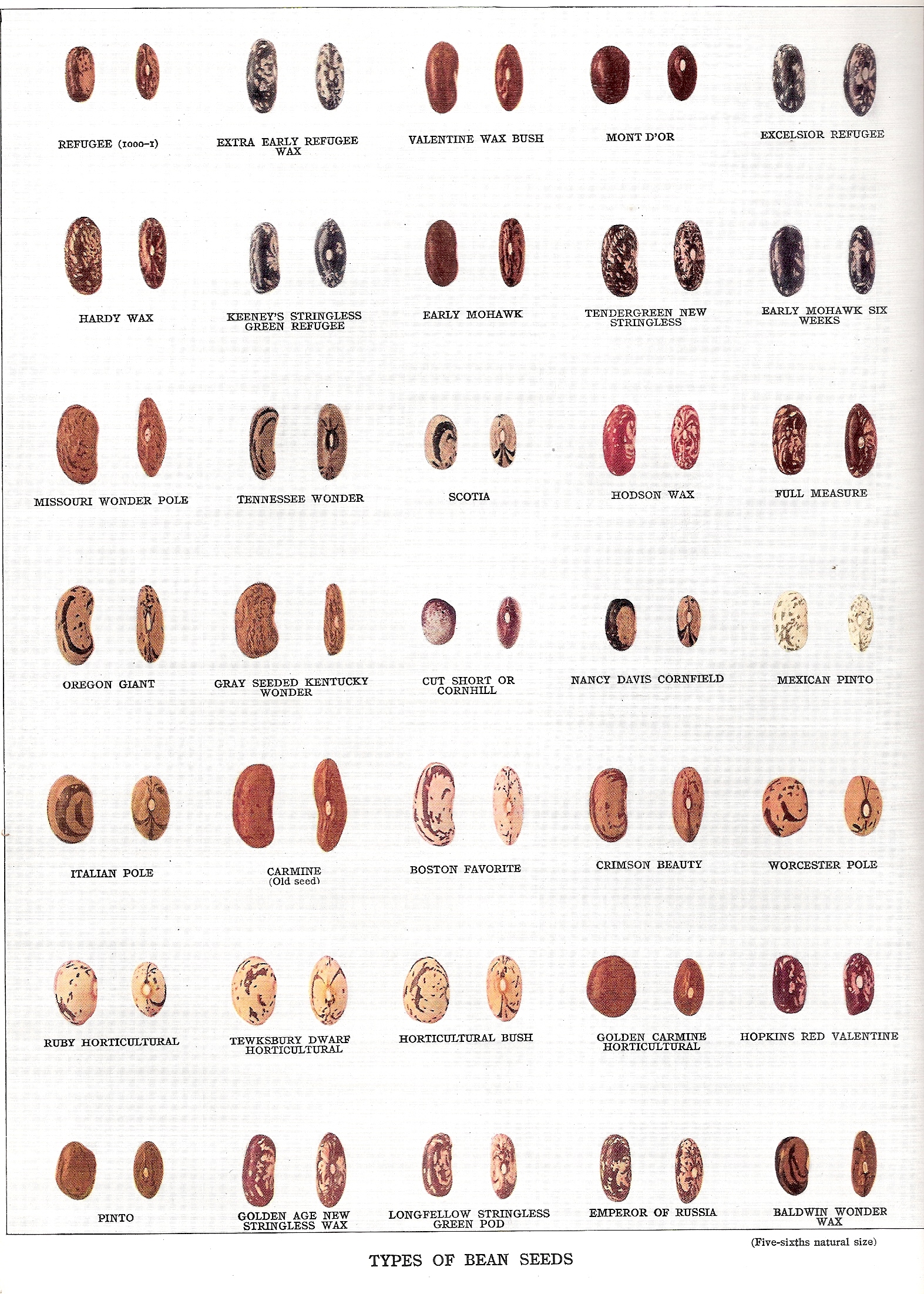 Beans of NY-1931-2