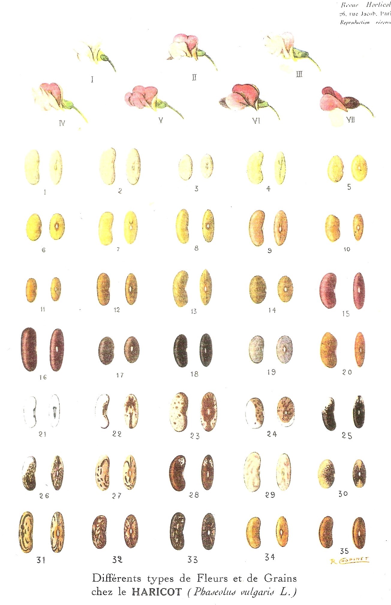 Chopinet-Classification des haricots-Revue Horticole-1950-