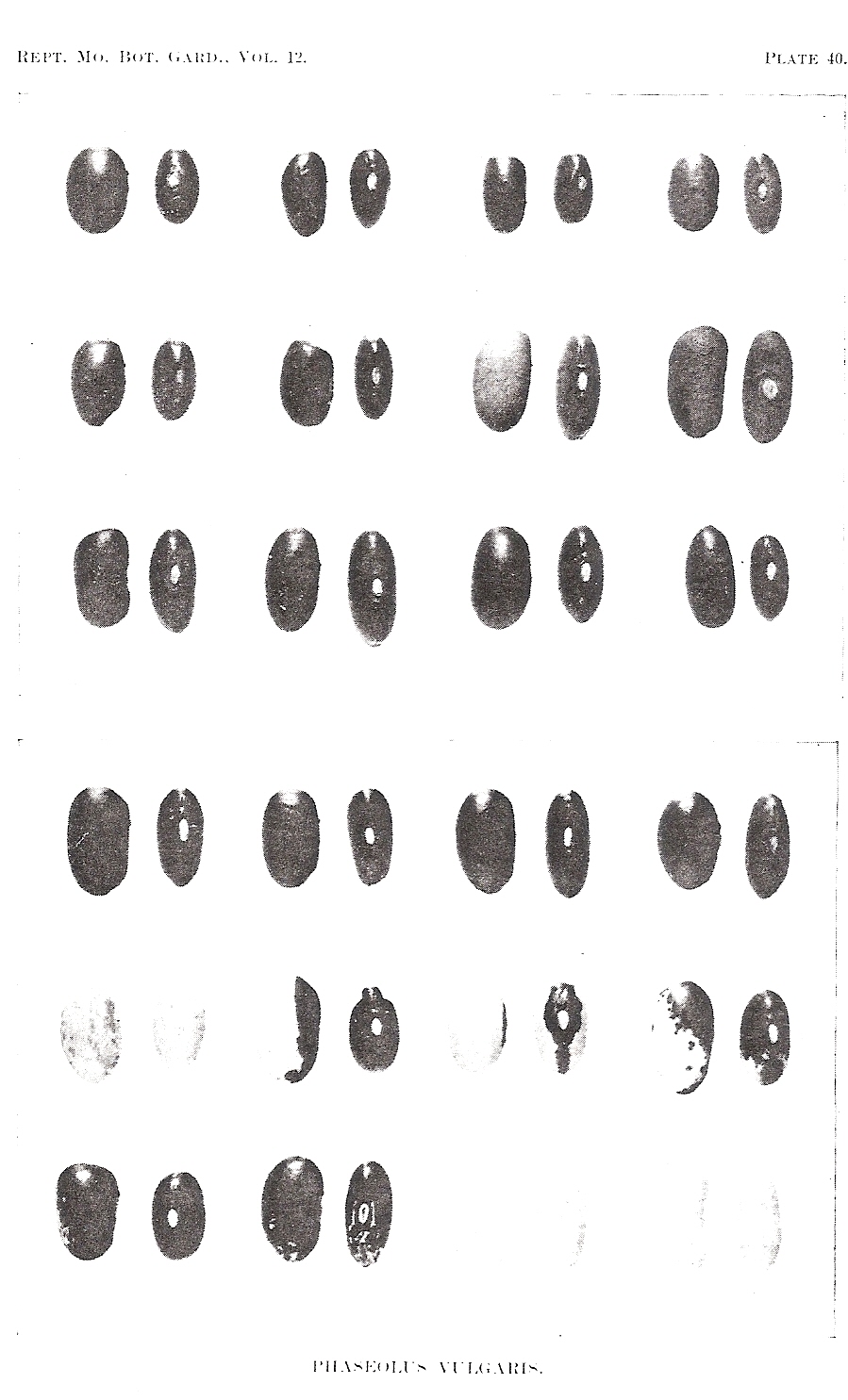 Irish, H.C.-1901-2