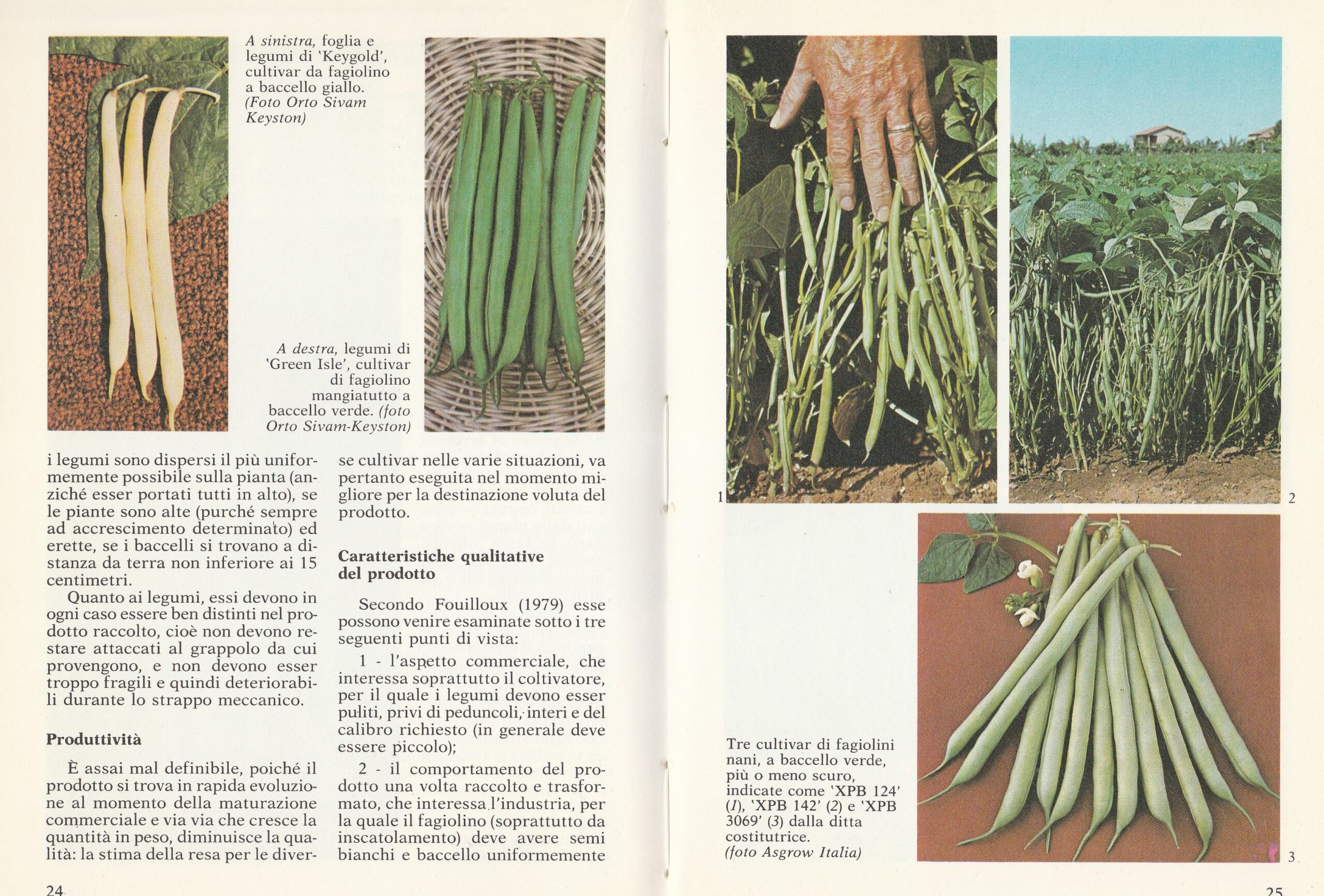 Quagliotti--