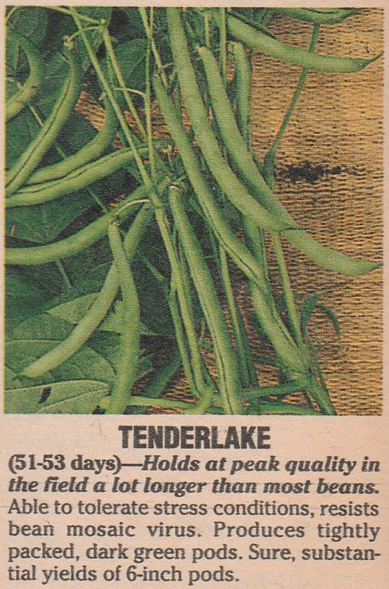 Tenderlake-1990-