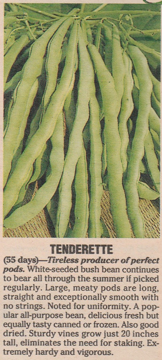 Tenderrette-1990-