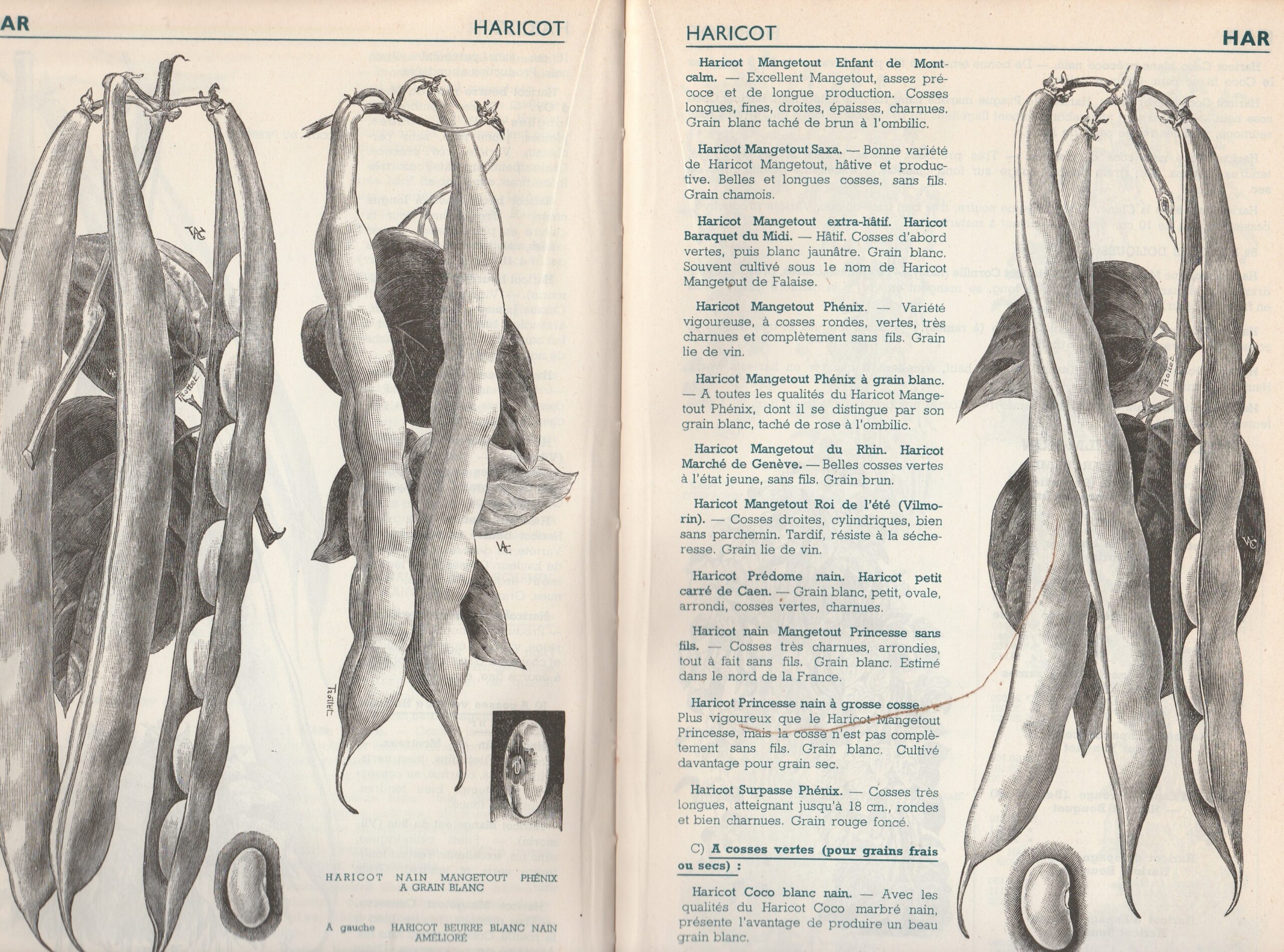 Vilmorin-1946-