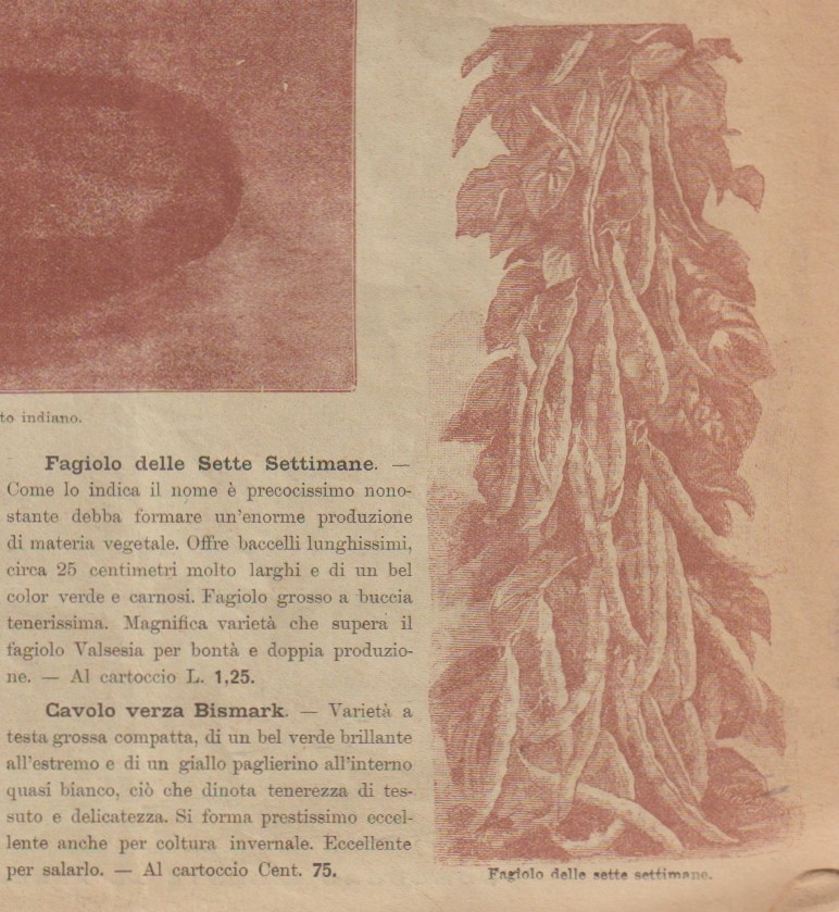 sette setti 1903
