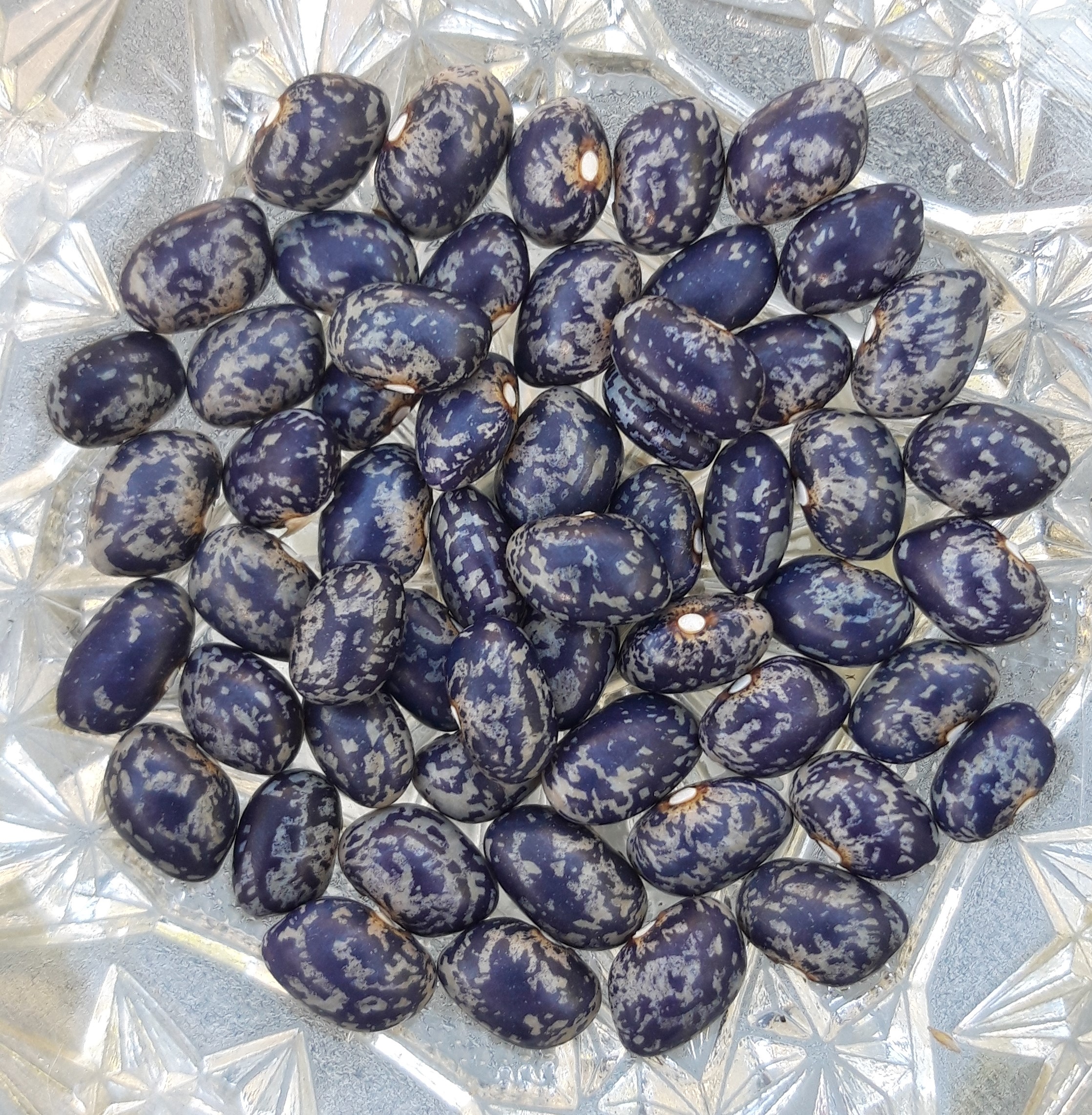 008-Bareta, 2024-1