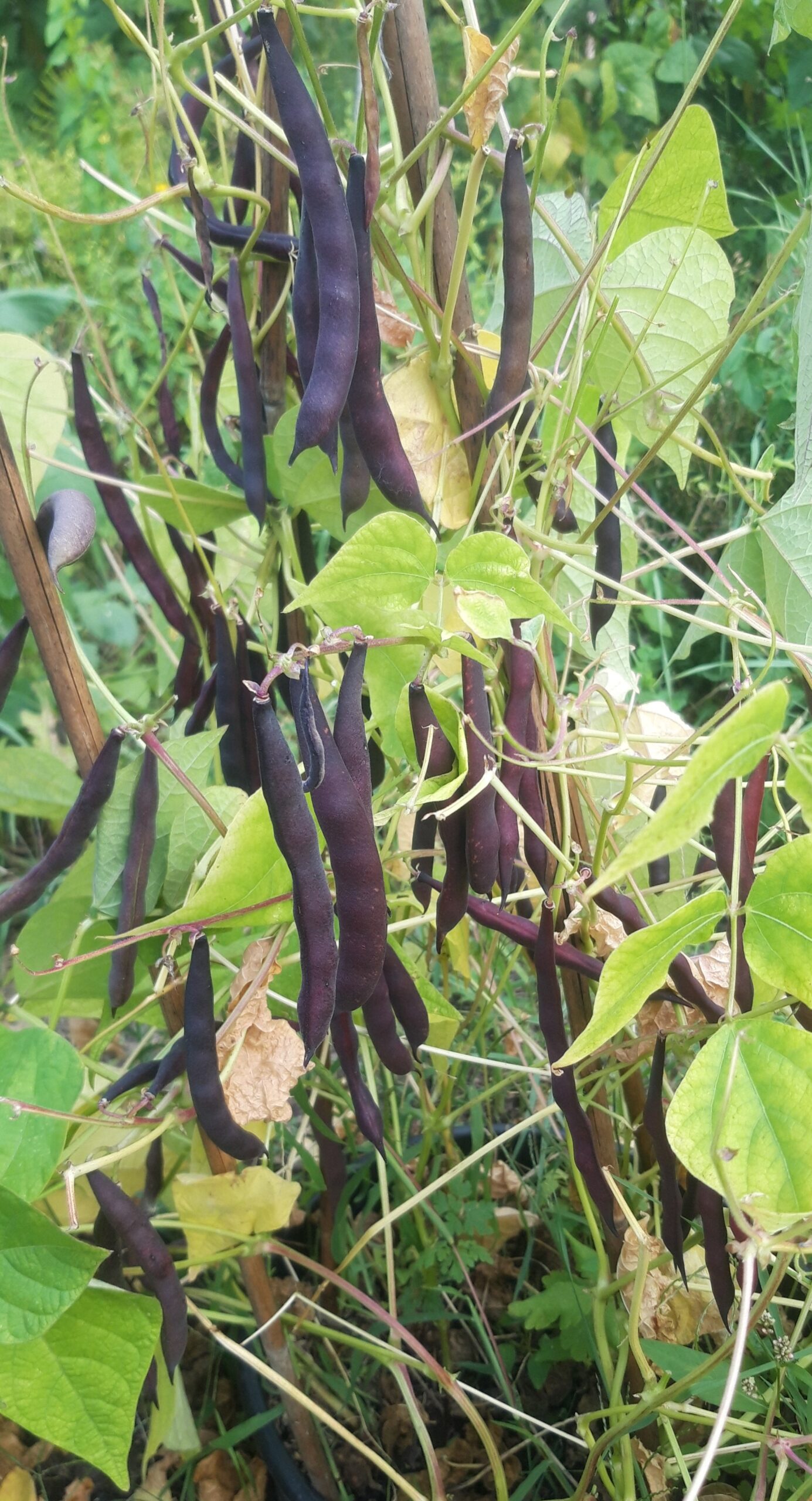 Brazilian black queen--3