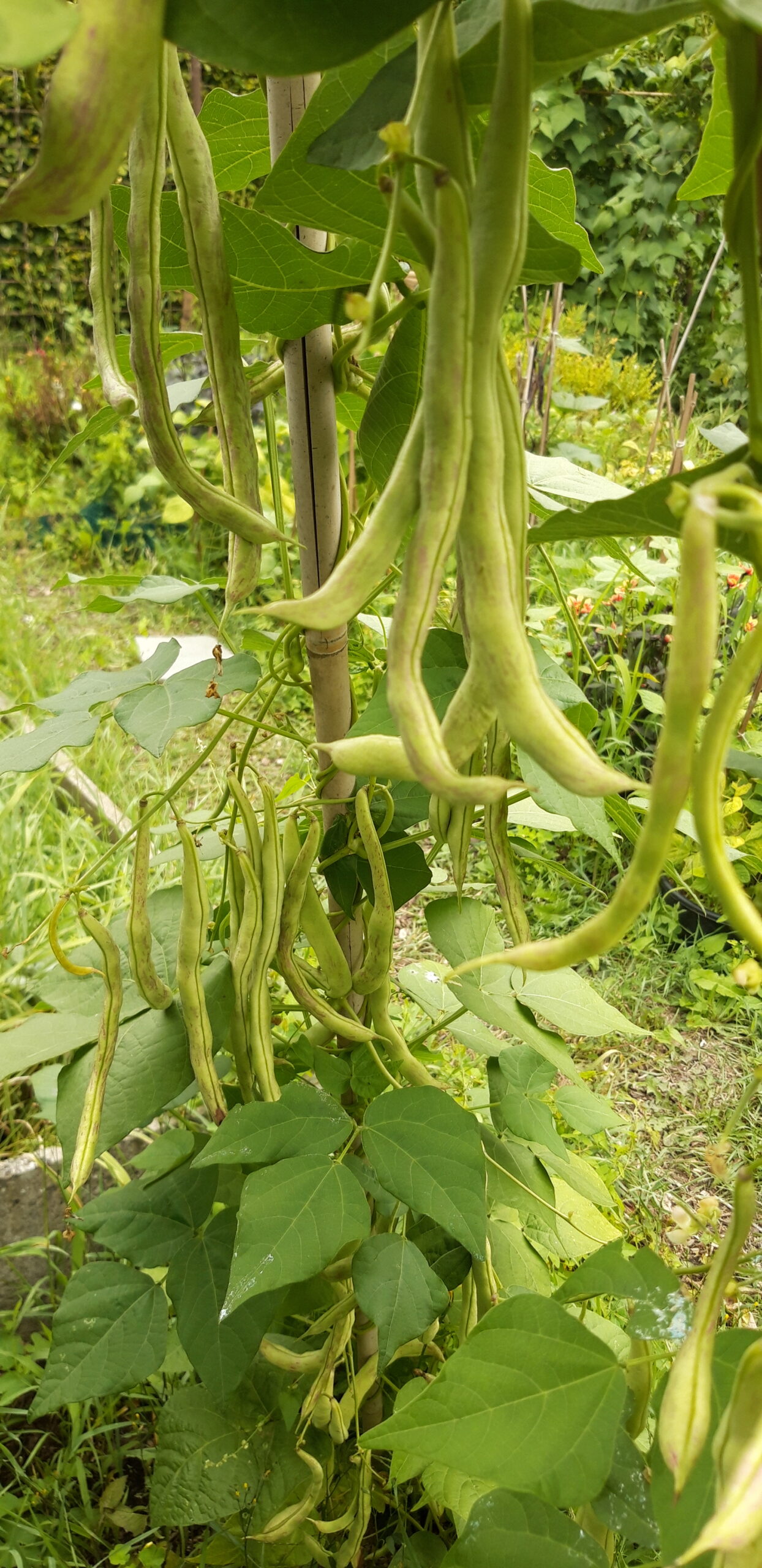 Gill's Delicious Giant-2