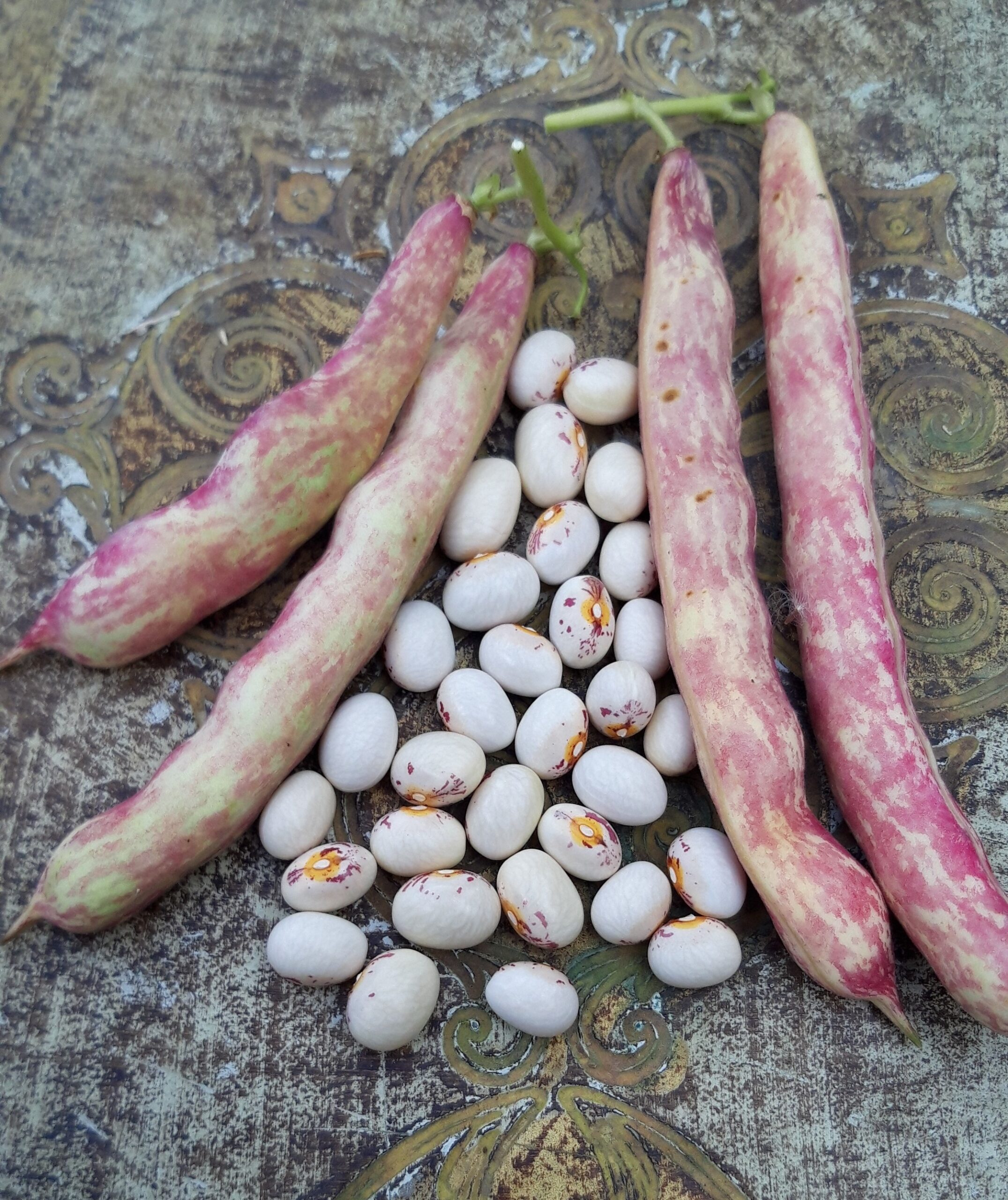 Pilarica4