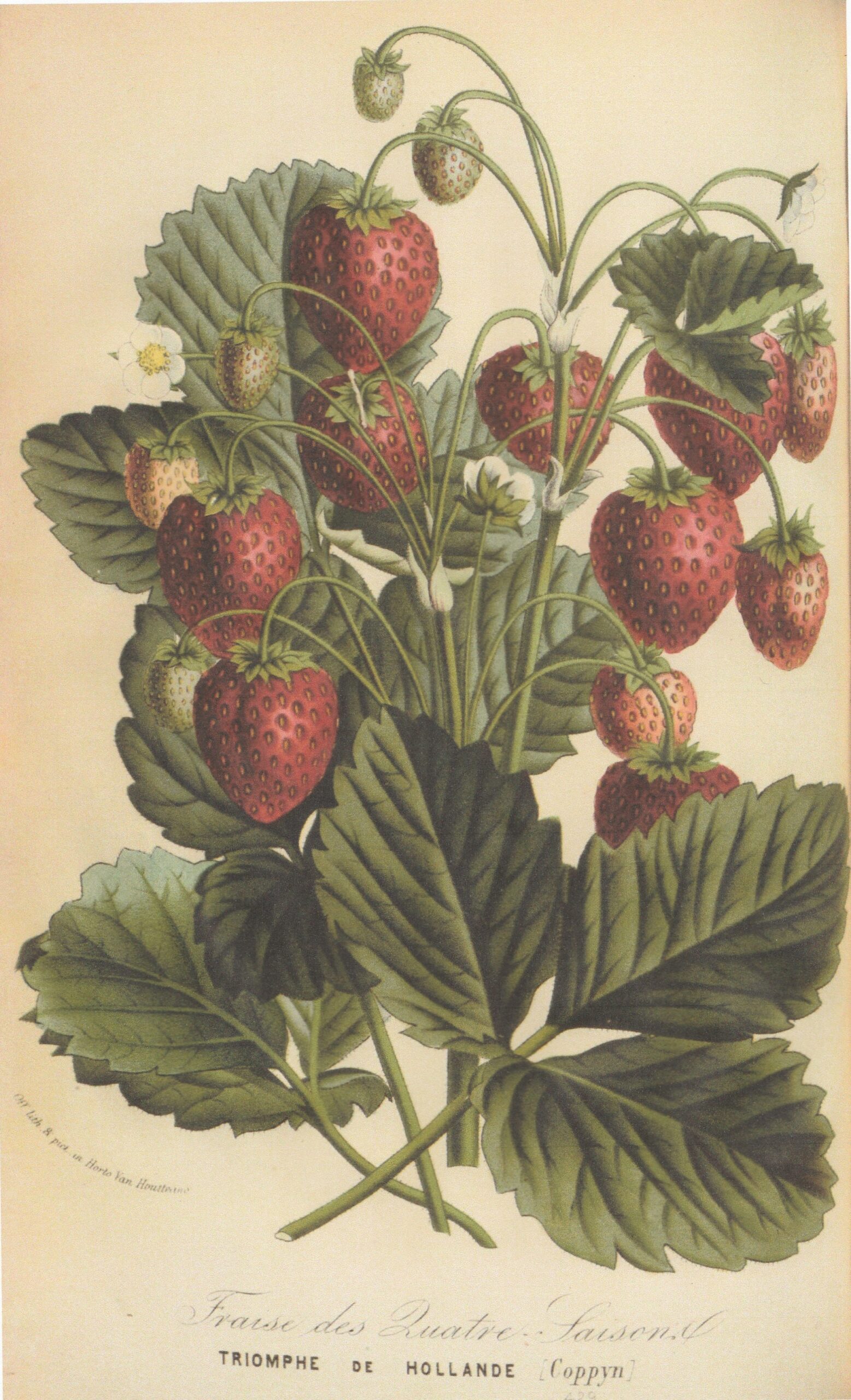 Copijn-1869-flore des serres