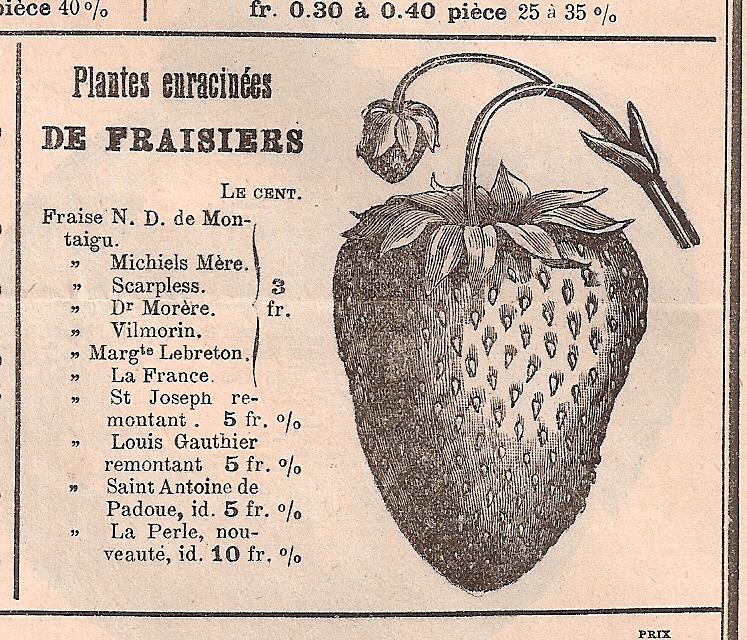 Michielgebroeders-Scherpenheuvel-1908