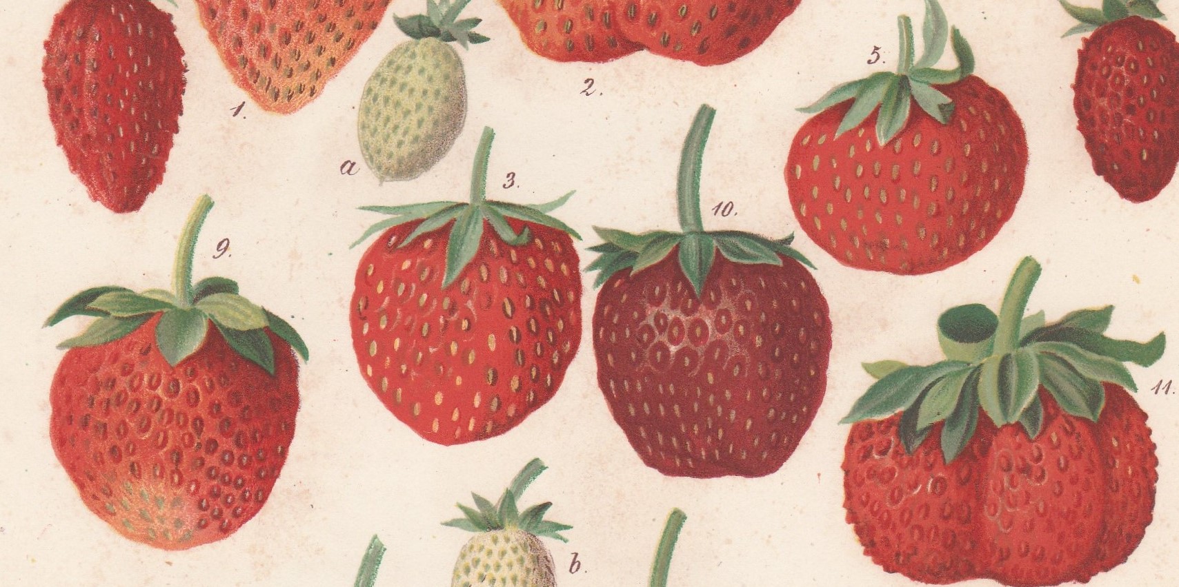 Stewart & N -nummer 9 duke of c+++Regel-pl 1 - kopie