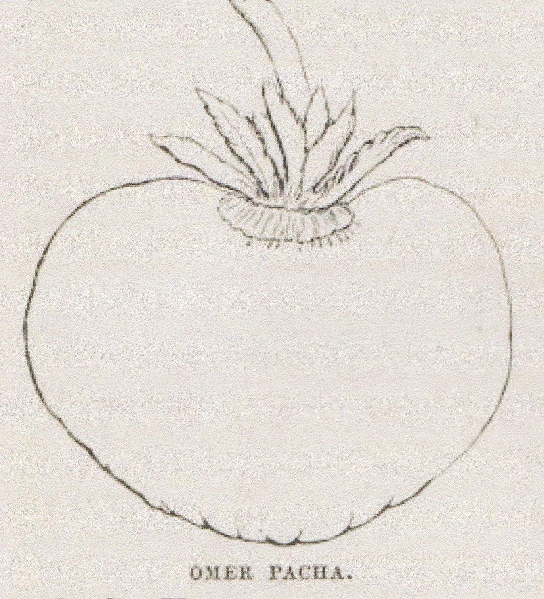 Ward-1854- omer pacha -florist, fruitist