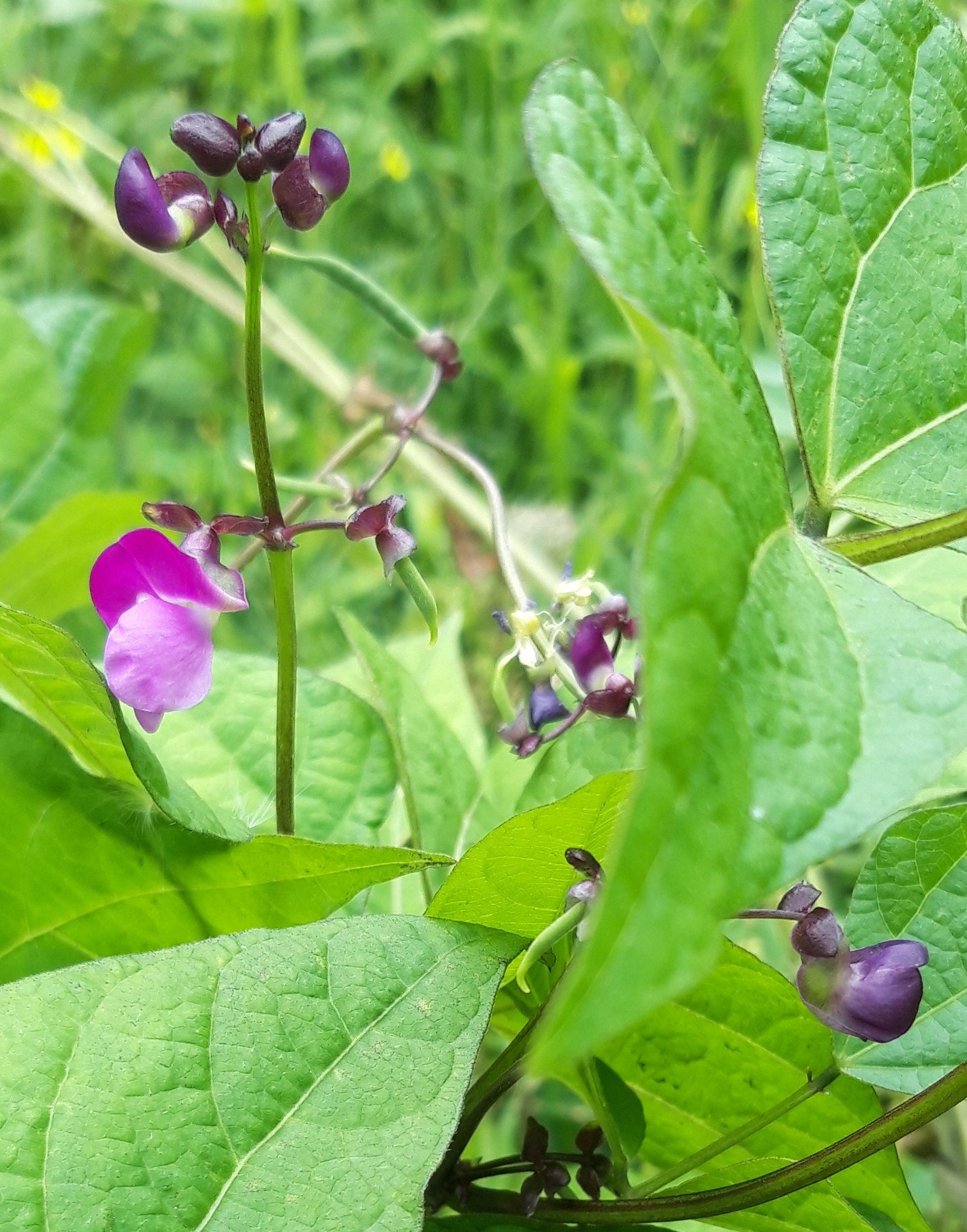 Chaska purple-
