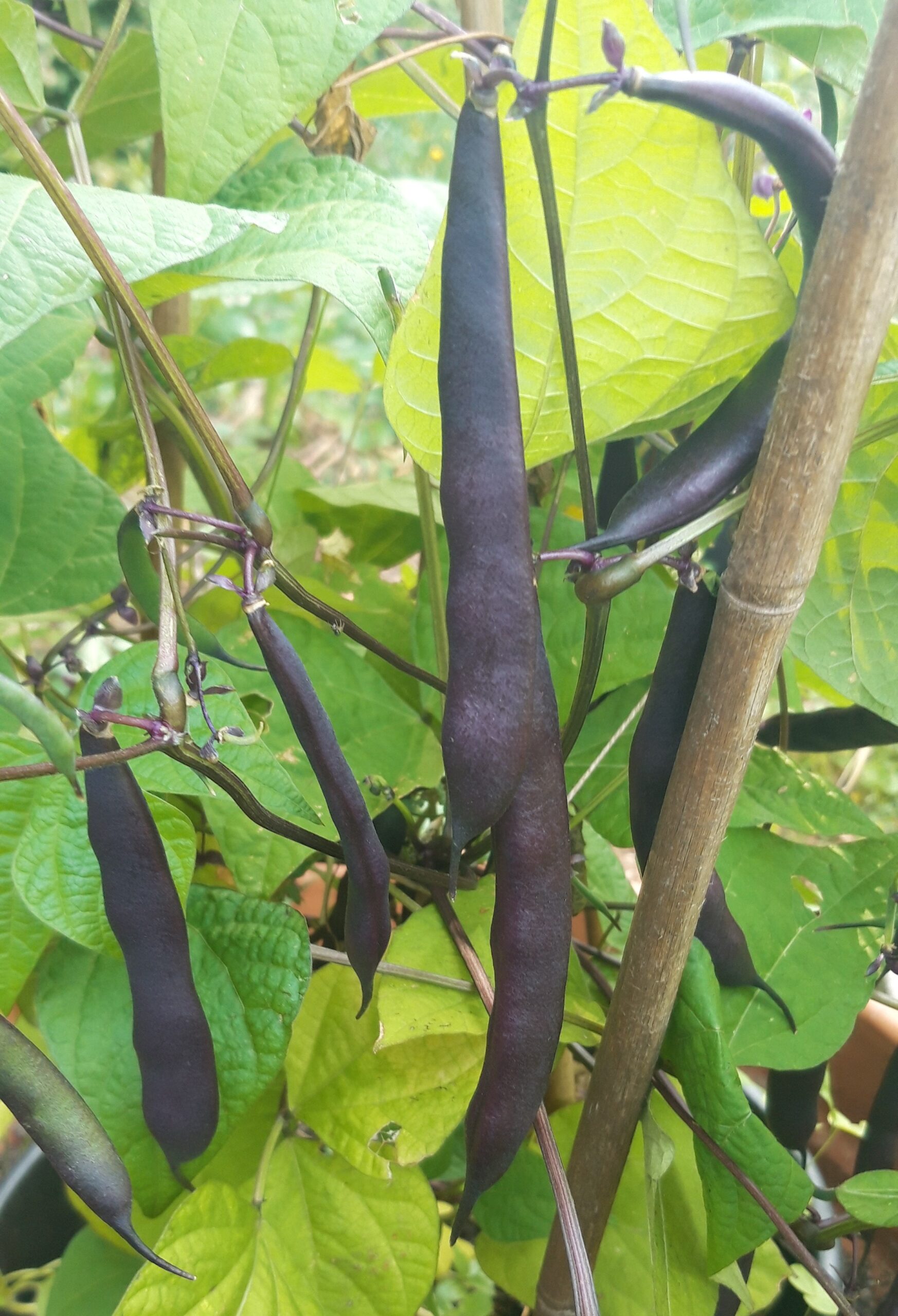 Chaska purple-2