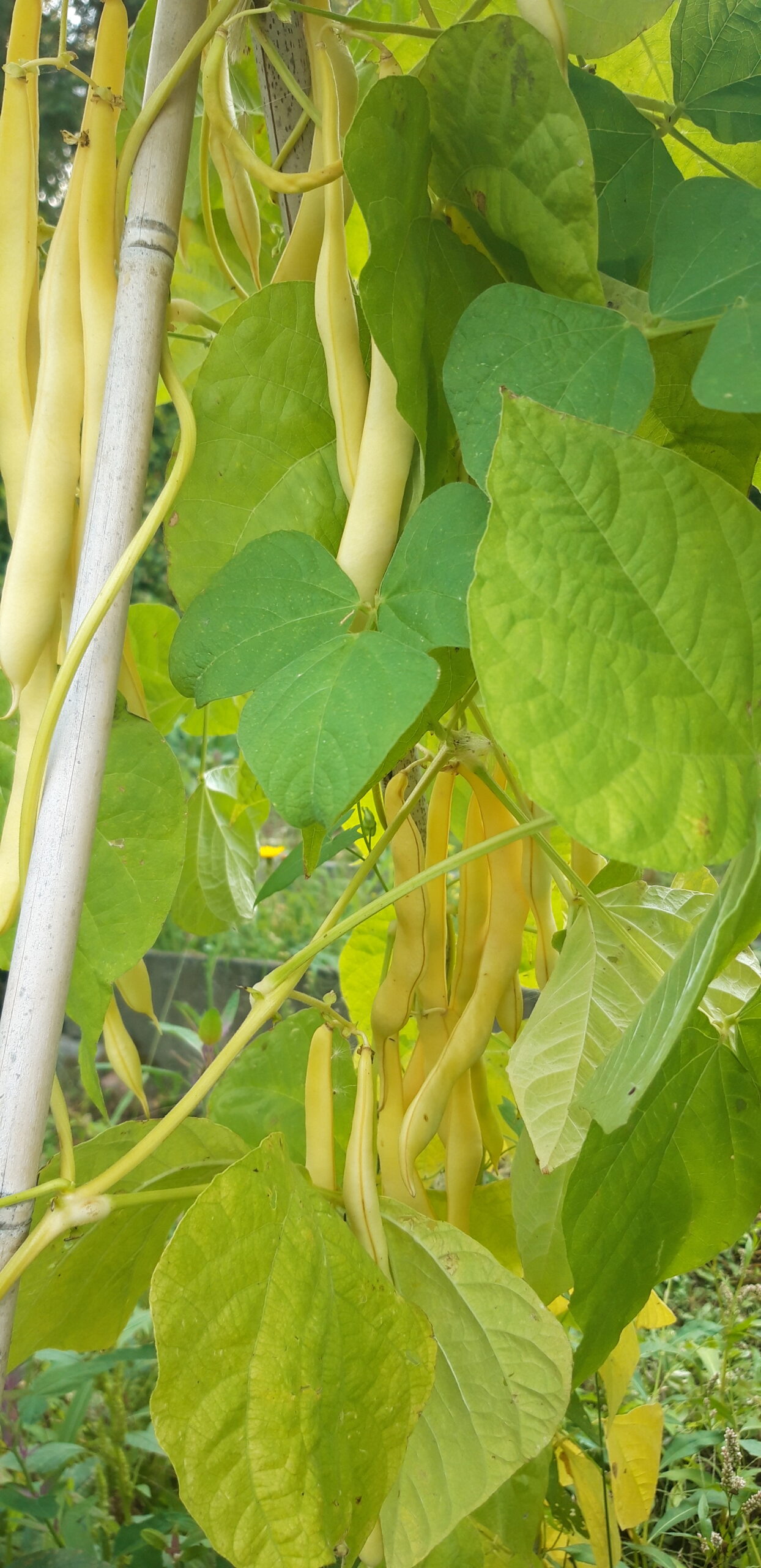 Kingston Gold-2