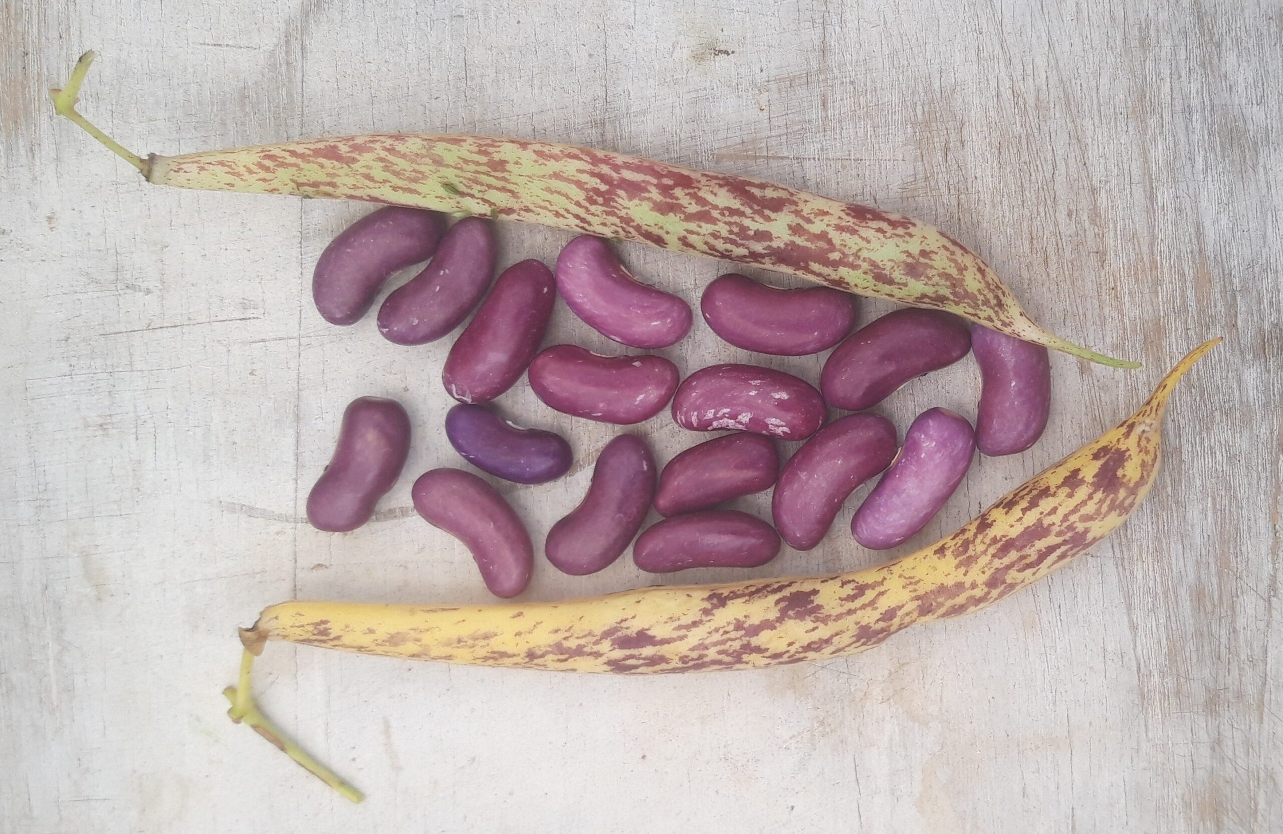 Koronis purple--- (2)