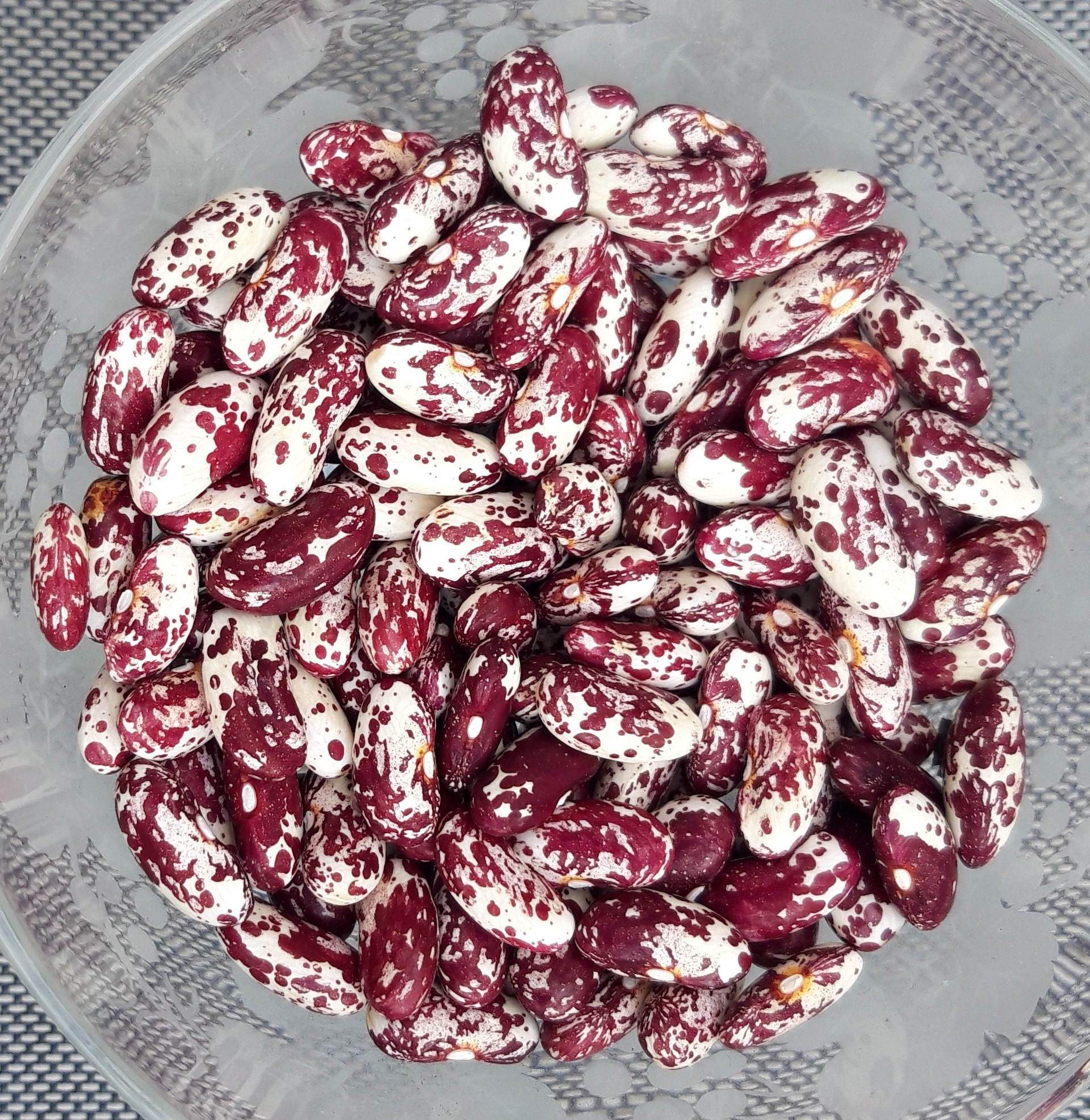 Lithunian speckled red-