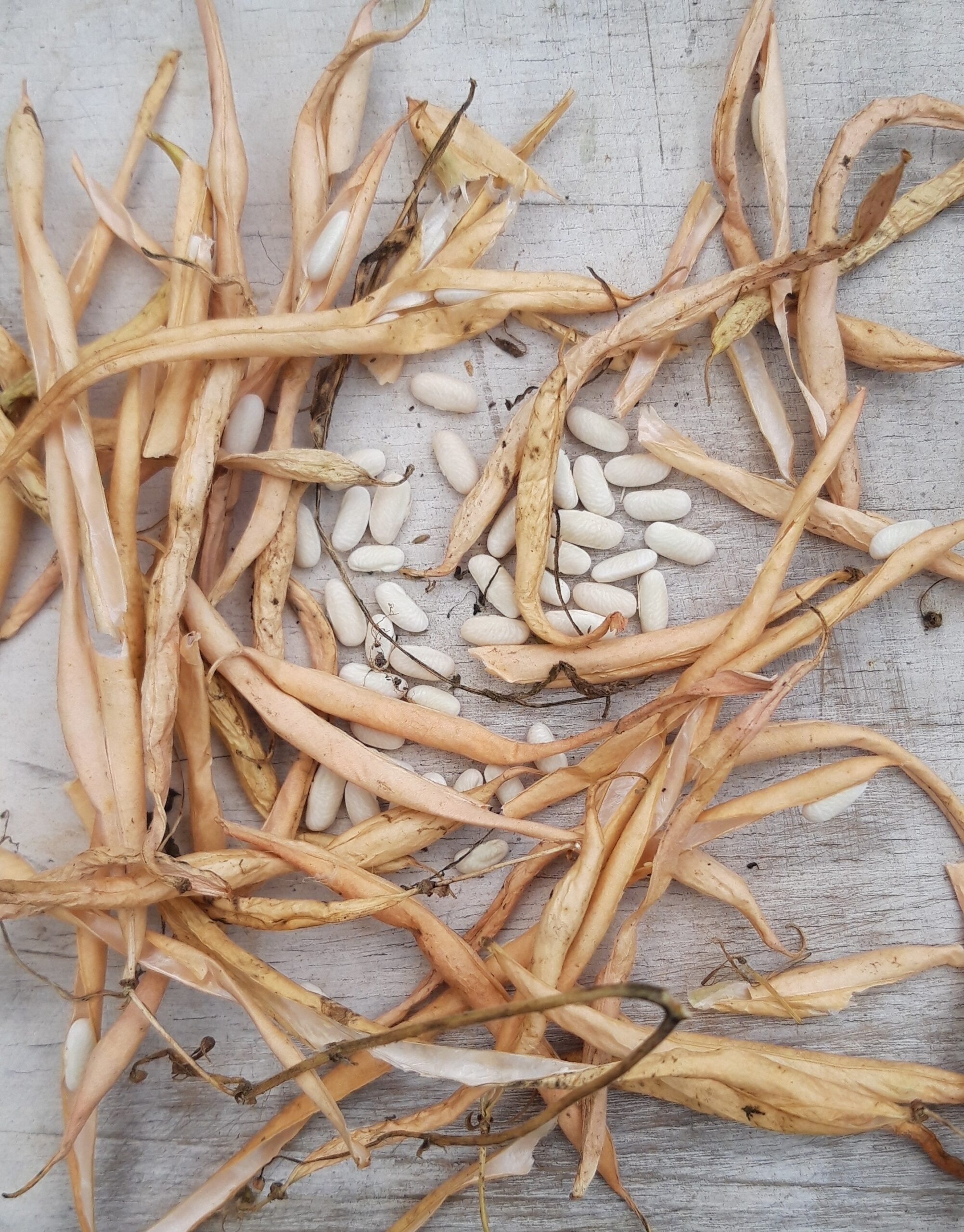 Riz de Hongrie-