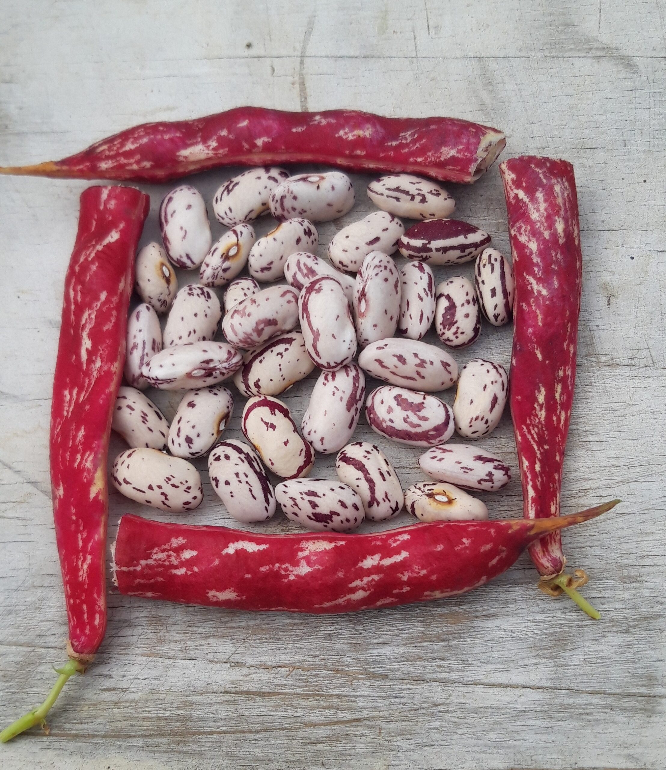Sanguine rampic-